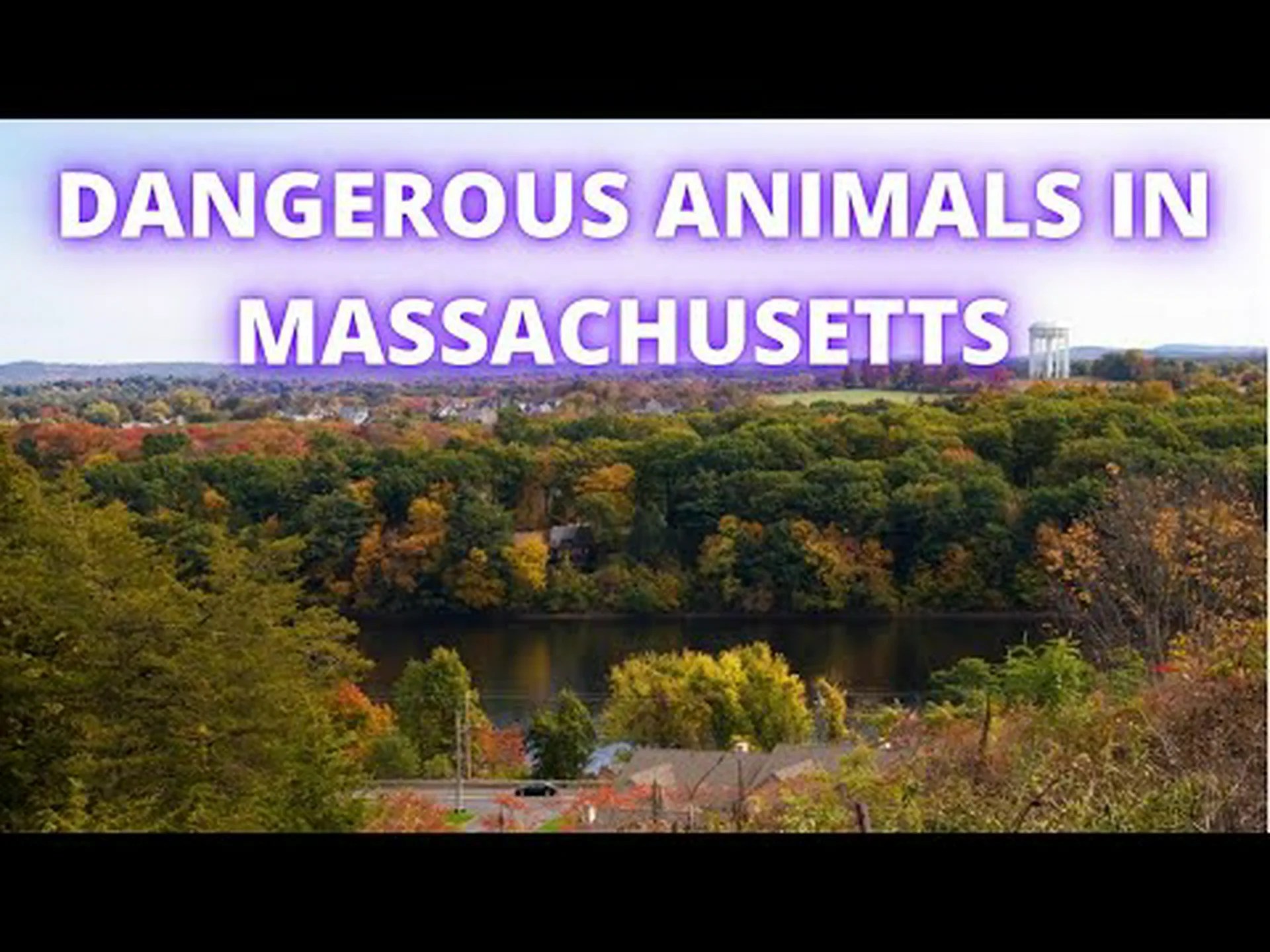 マサチューセッツ州で最も危険な動物を発見する マサチューセッツ州で最も危険な動物を発見する