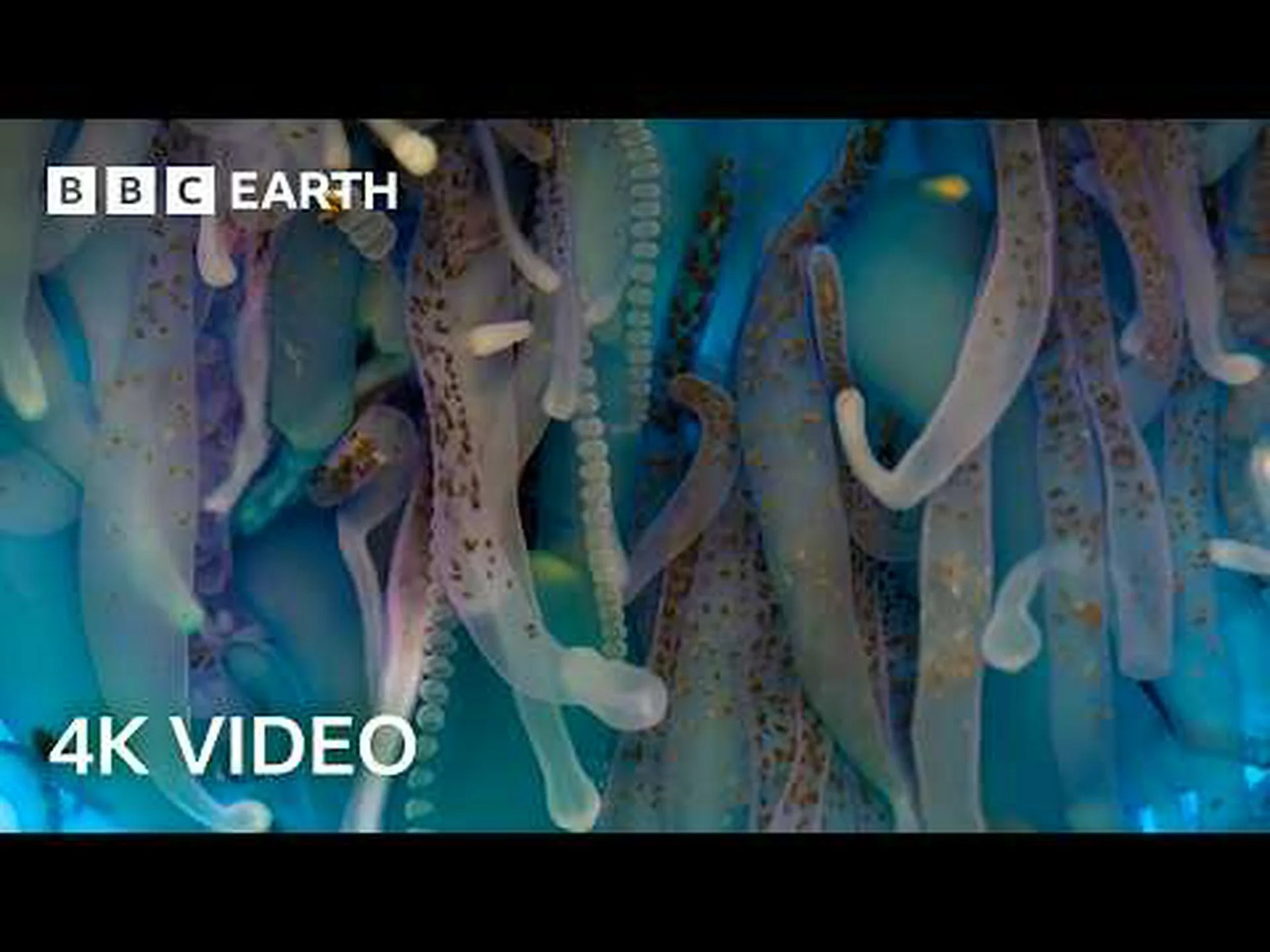 グレート バリア リーフ周辺に生息する 10 匹の信じられないほどの魚を発見 グレート バリア リーフ周辺に生息する 10 匹の信じられないほどの魚を発見