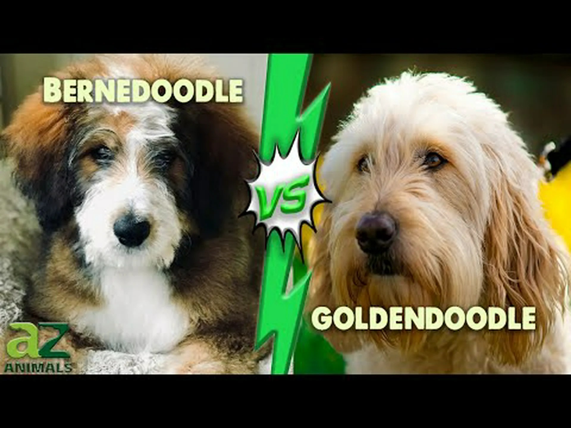 バーネドゥードルとゴールデンドゥードル:6つの主な違いを解説 バーネドゥードルとゴールデンドゥードル:6つの主な違いを解説