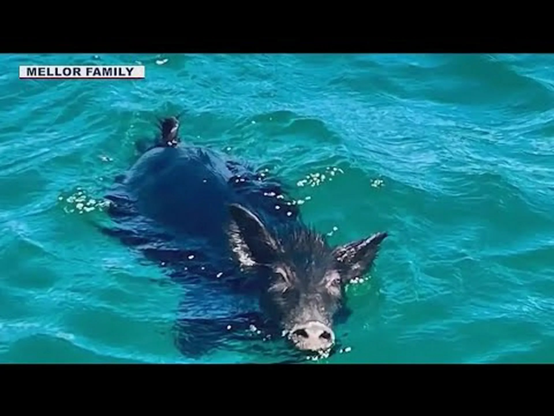 海岸から2マイル離れた場所で泳いでいる野生のブタを家族が発見…そうです、ブタです! 海岸から2マイル離れた場所で泳いでいる野生のブタを家族が発見…そうです、ブタです!