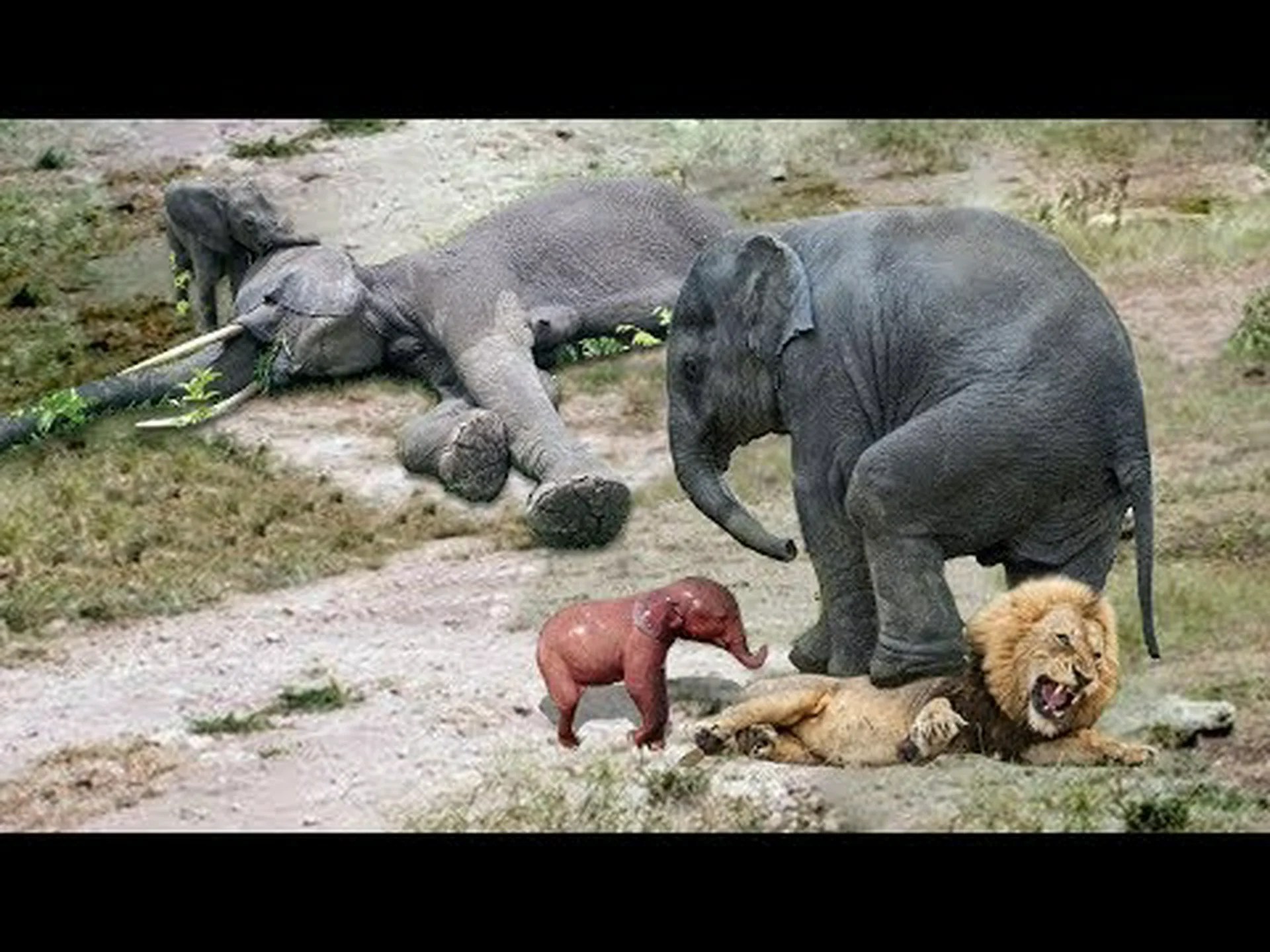 巨大なゾウの族長が若いゾウを守るためにライオンプライドに突撃 巨大なゾウの族長が若いゾウを守るためにライオンプライドに突撃