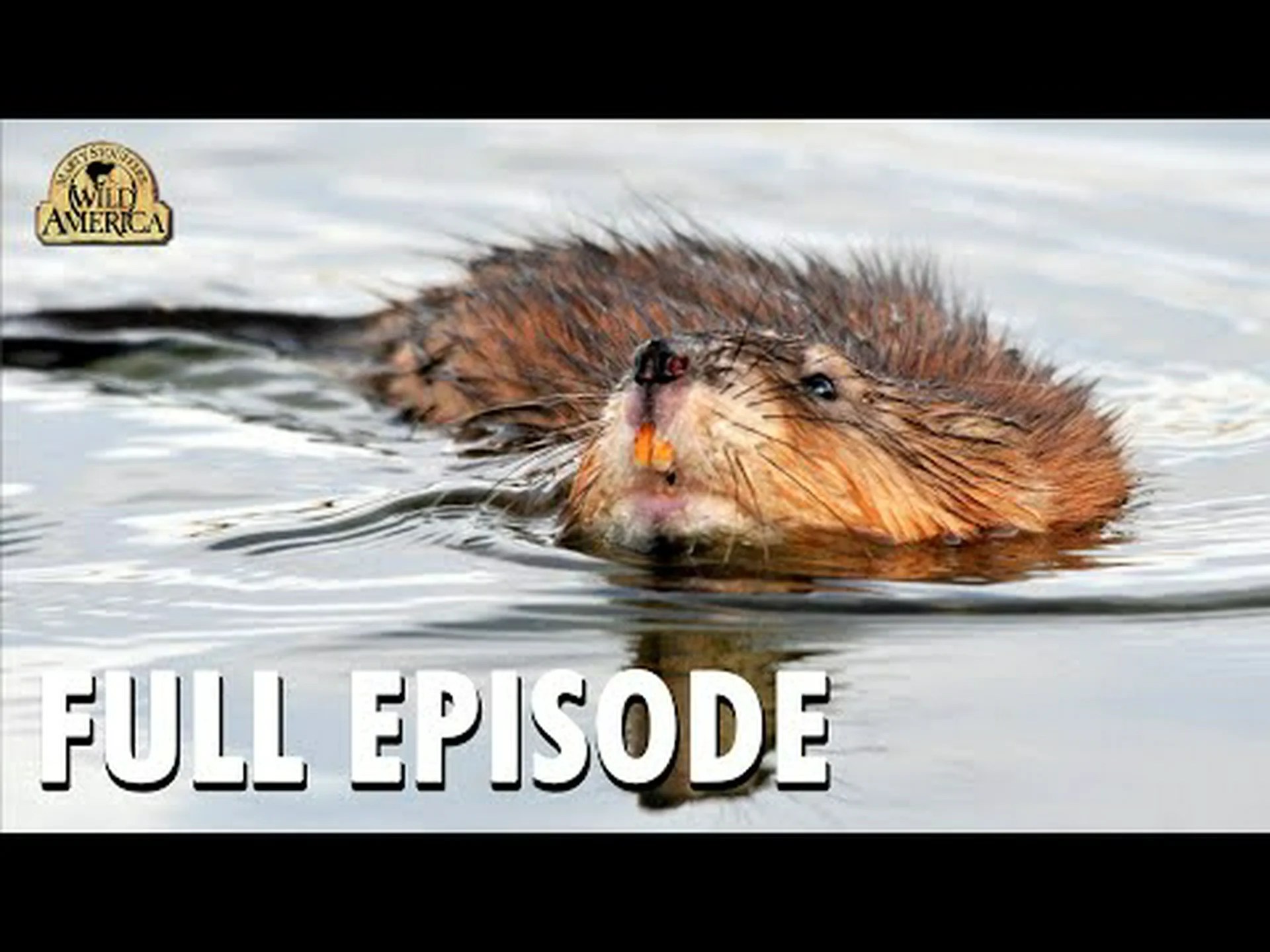 マスクラットの10の驚くべき事実 マスクラットの10の驚くべき事実