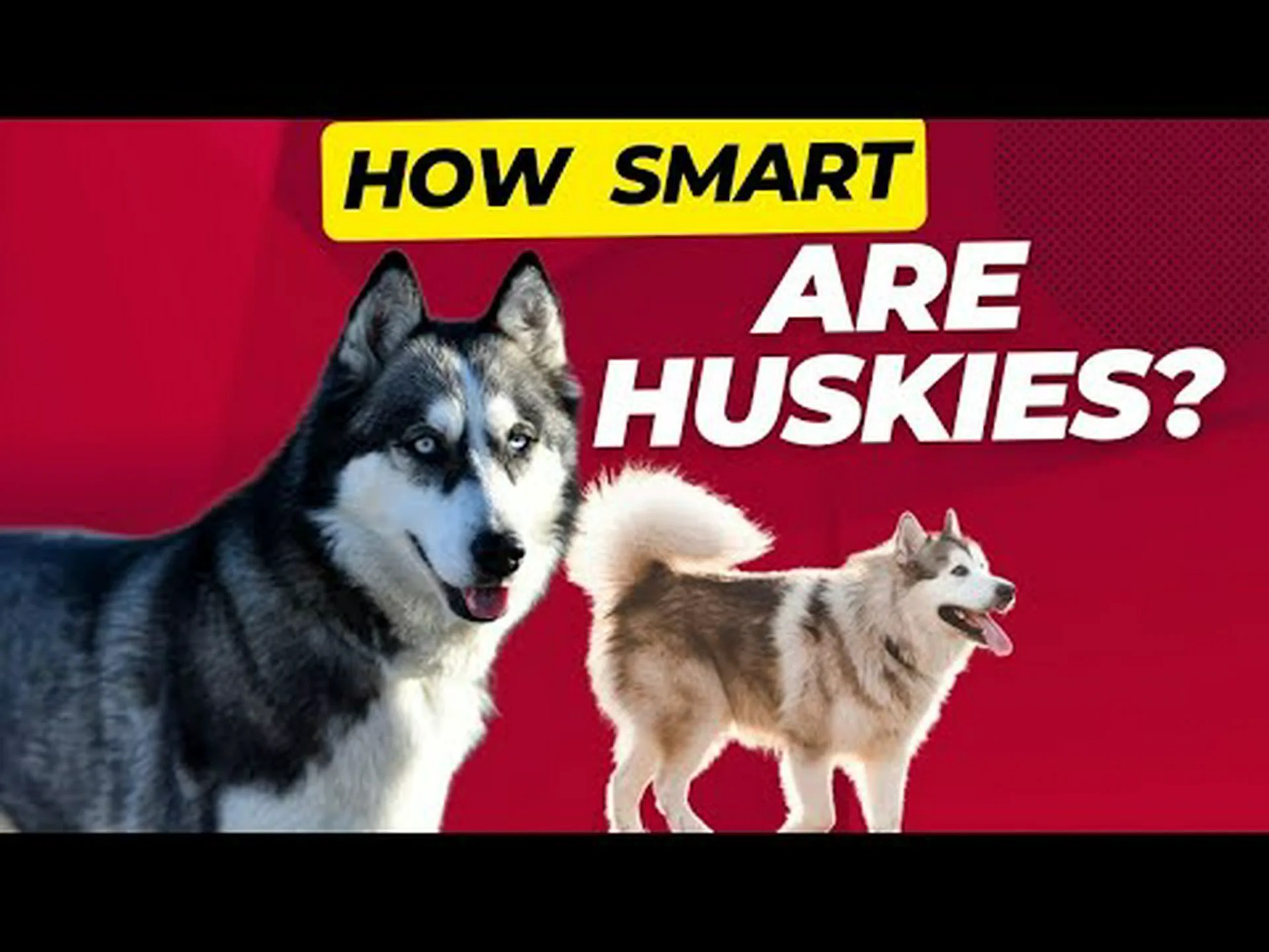 ハスキー犬はどのくらい賢いのでしょうか?彼らの知性について私たちが知っていることすべて ハスキー犬はどのくらい賢いのでしょうか?彼らの知性について私たちが知っていることすべて