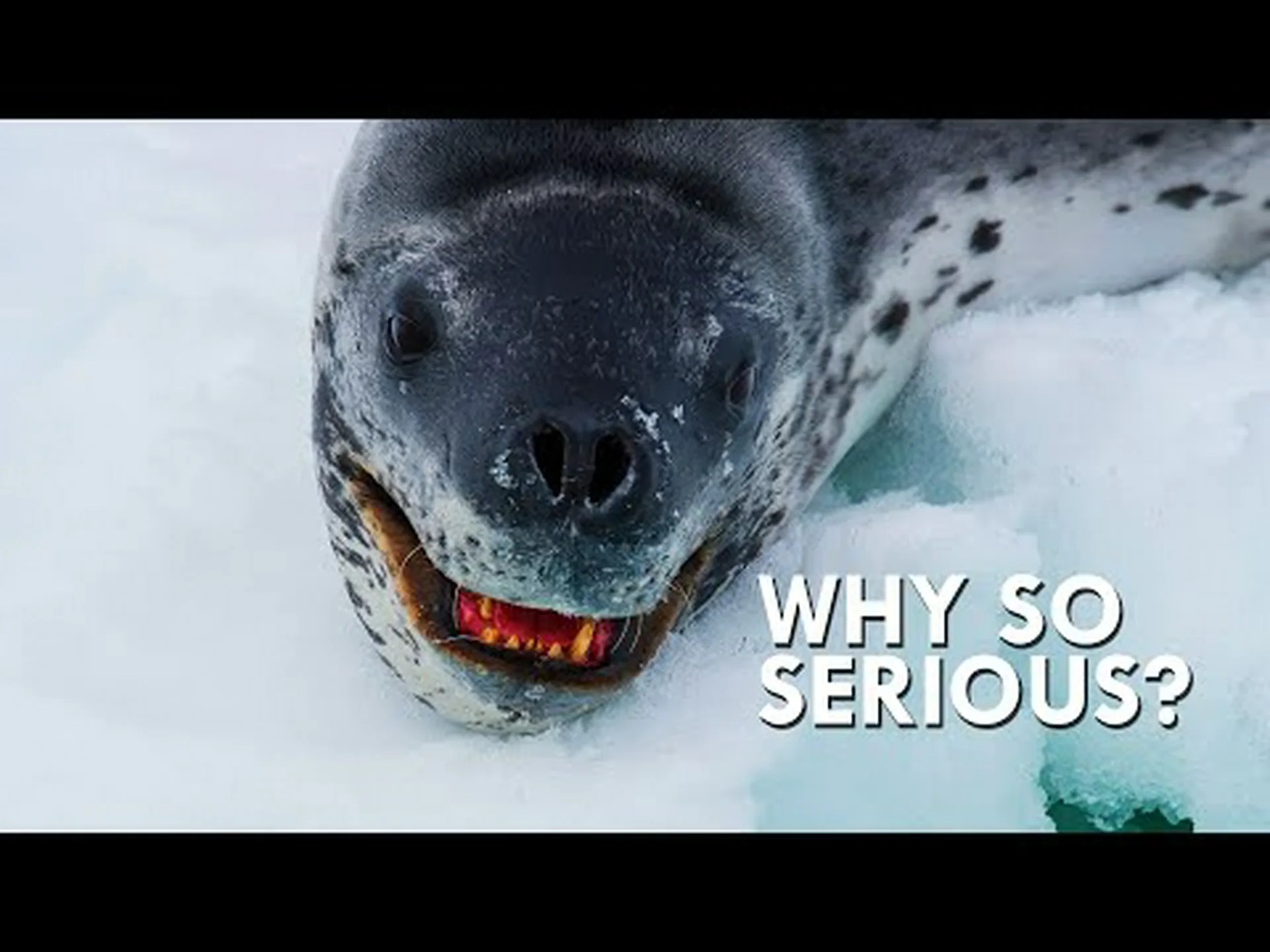 ヒョウアザラシの大きさの比較: この凶暴な動物はどれくらい大きくなるでしょうか? ヒョウアザラシの大きさの比較: この凶暴な動物はどれくらい大きくなるでしょうか?