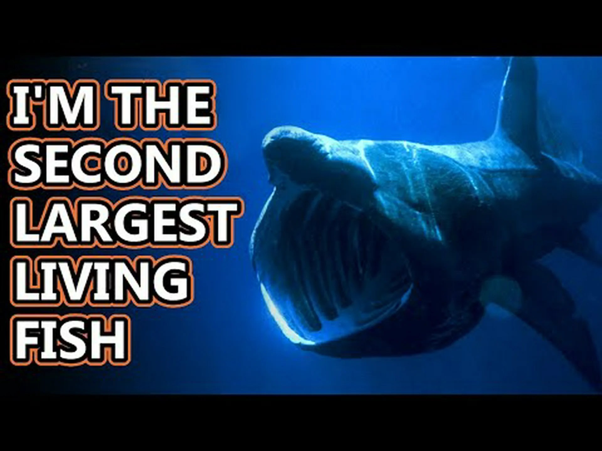 ウバザメの驚くべき9つの事実! ウバザメの驚くべき9つの事実!