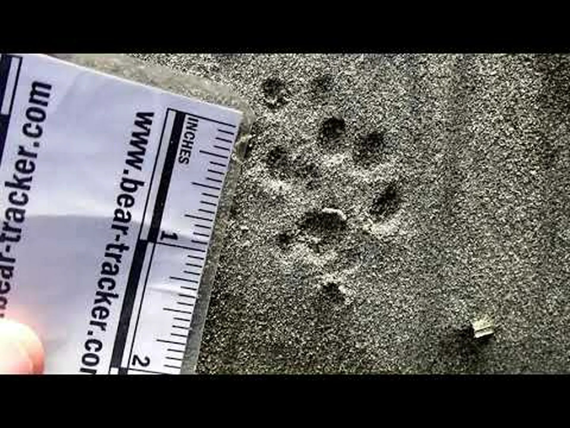 カワウソの足跡: 雪、泥などの識別ガイド カワウソの足跡: 雪、泥などの識別ガイド