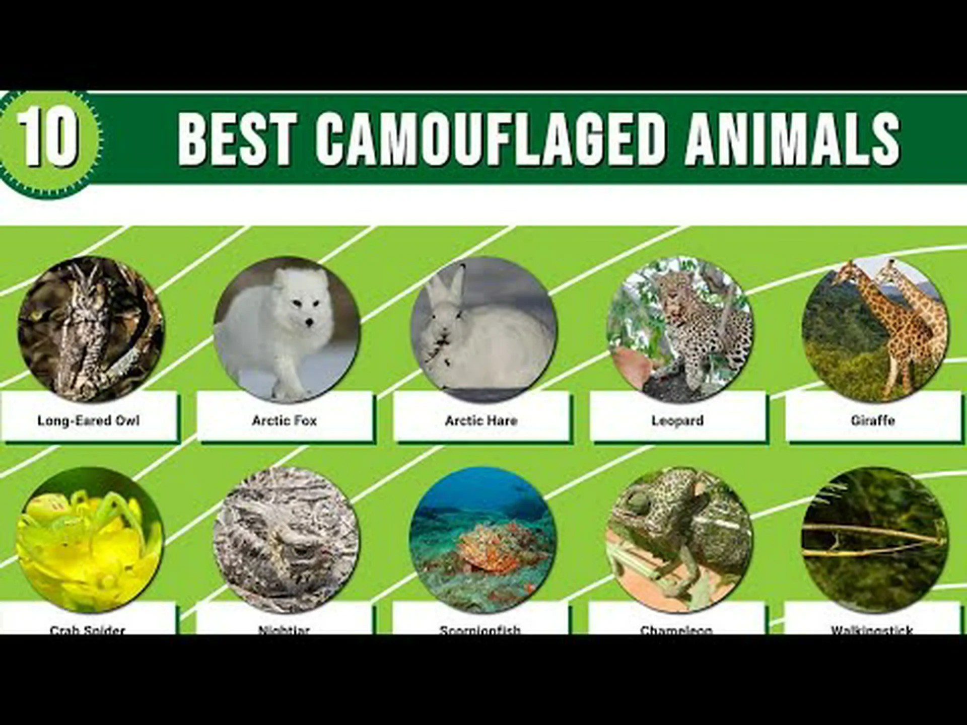 基本的には見えないほど優れたカモフラージュを持つ動物トップ 10 基本的には見えないほど優れたカモフラージュを持つ動物トップ 10