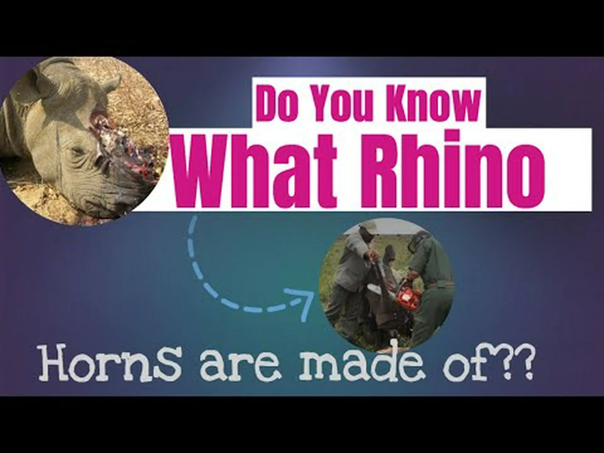 サイの角は何でできていますか?サイの角について知りたいことすべて サイの角は何でできていますか?サイの角について知りたいことすべて