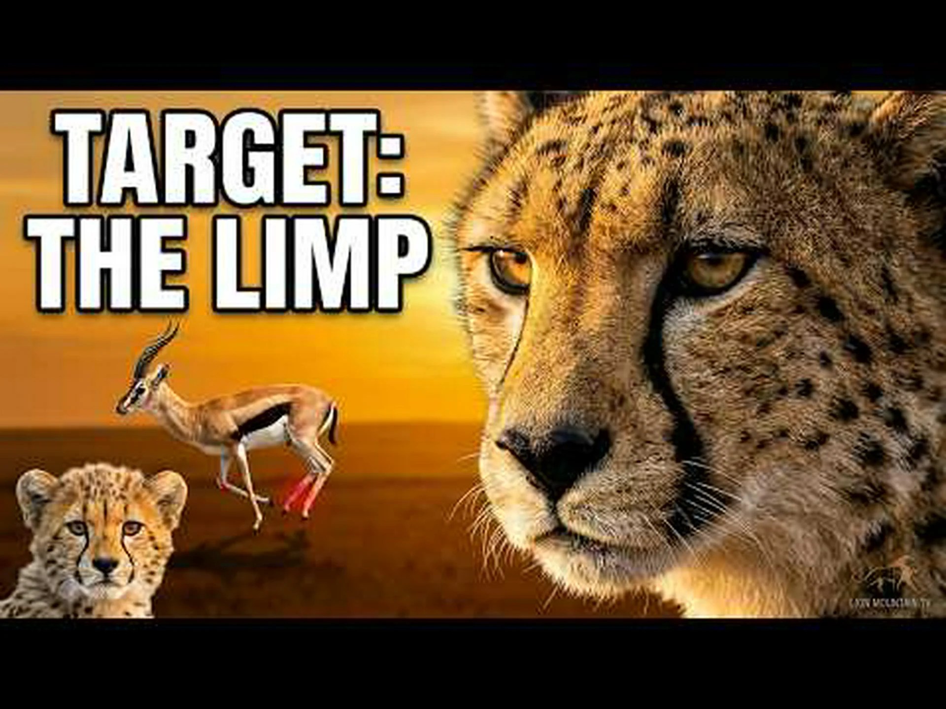 インパララム、チーターの地面への落下に抵抗する超自然的な力を獲得 インパララム、チーターの地面への落下に抵抗する超自然的な力を獲得