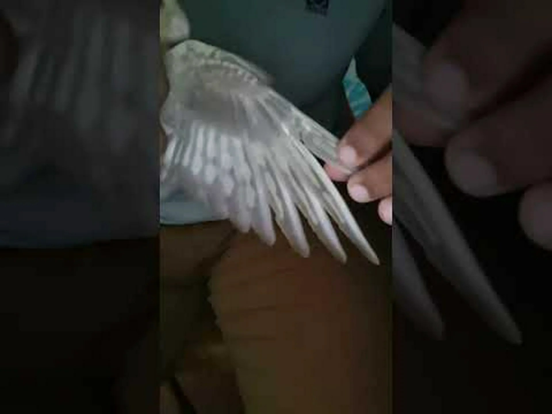 オスとメスのオカメインコ オスとメスのオカメインコ