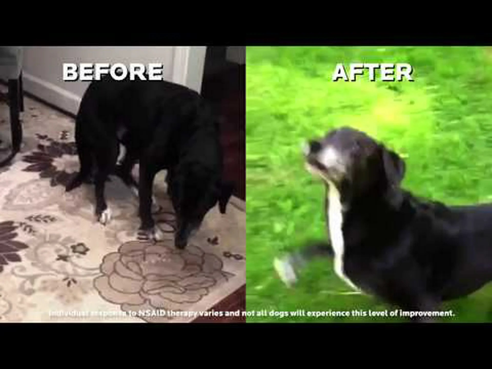 犬用 Deramaxx 用量表: リスク、副作用、用量など 犬用 Deramaxx 用量表: リスク、副作用、用量など