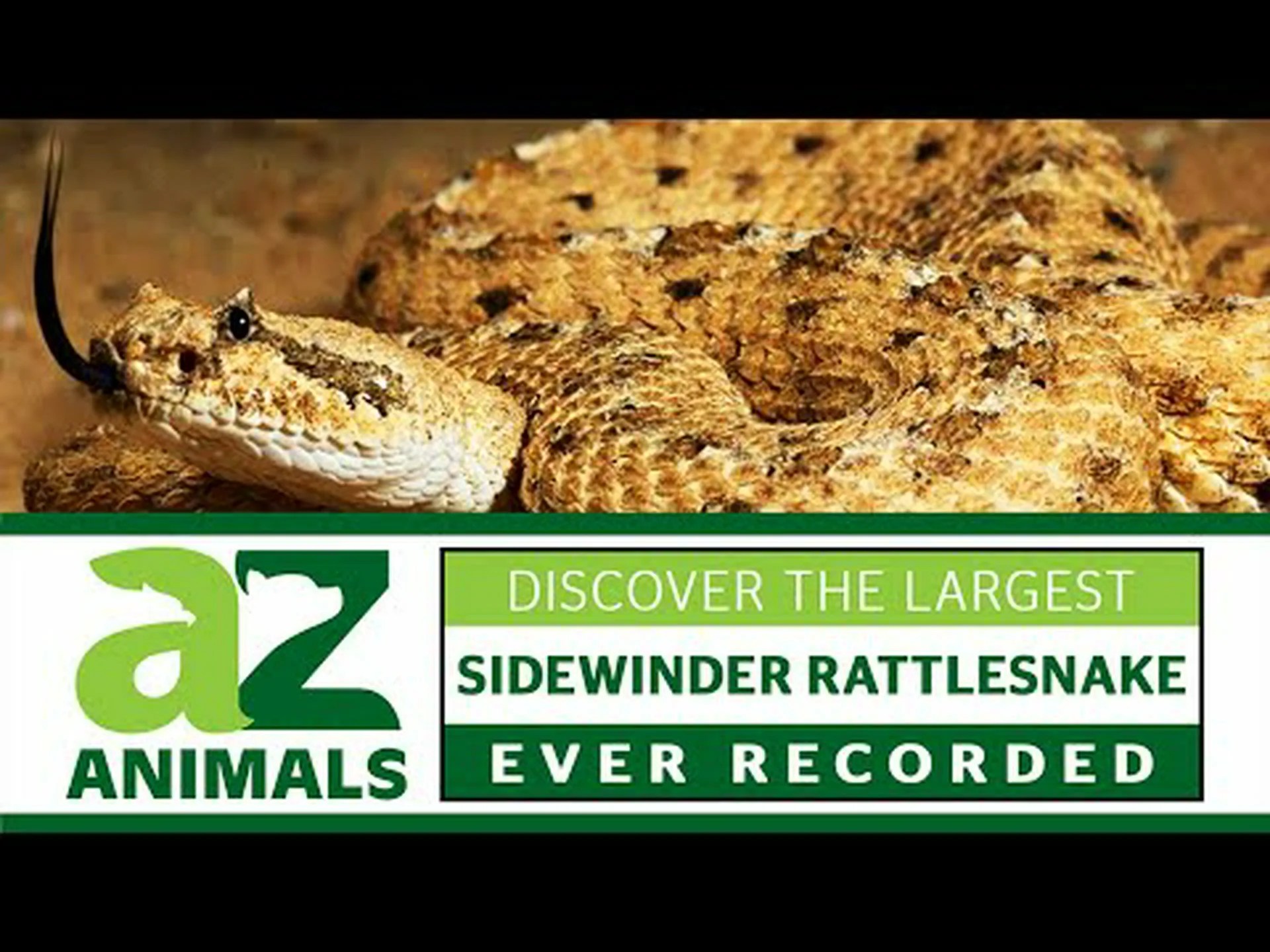 史上最大のサイドワインダーガラガラヘビを発見 史上最大のサイドワインダーガラガラヘビを発見