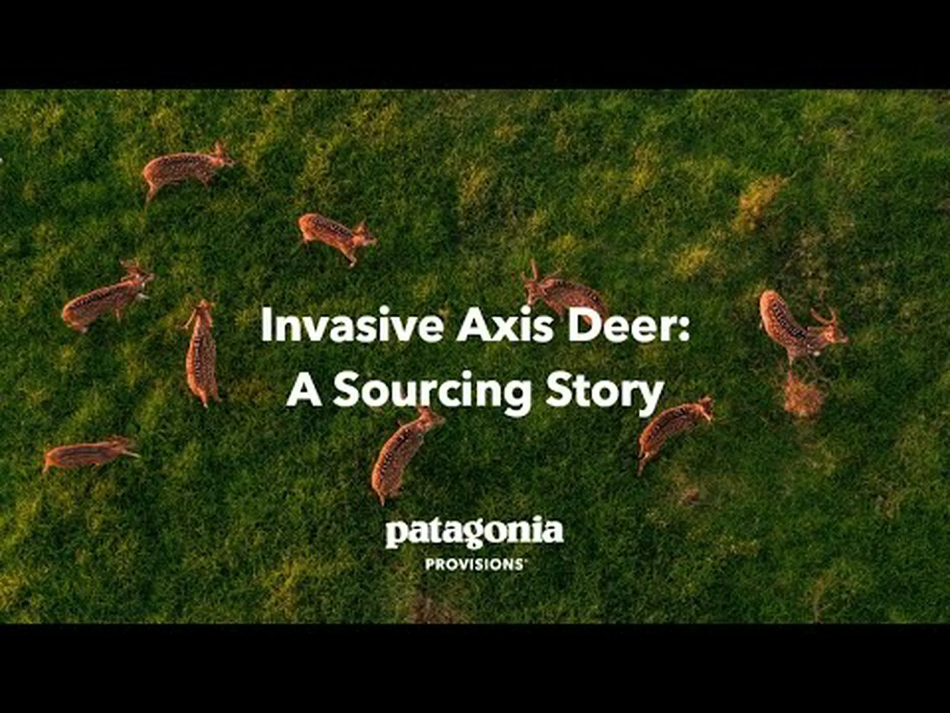 アクシジカを紹介 – 現在米国を徘徊している外来種 アクシジカを紹介 – 現在米国を徘徊している外来種