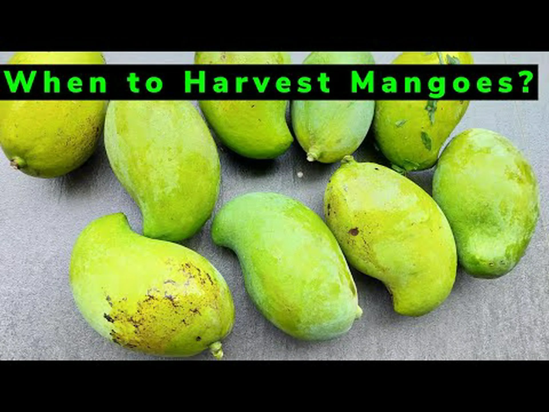 アメリカ全土のマンゴーの最盛期を知る アメリカ全土のマンゴーの最盛期を知る