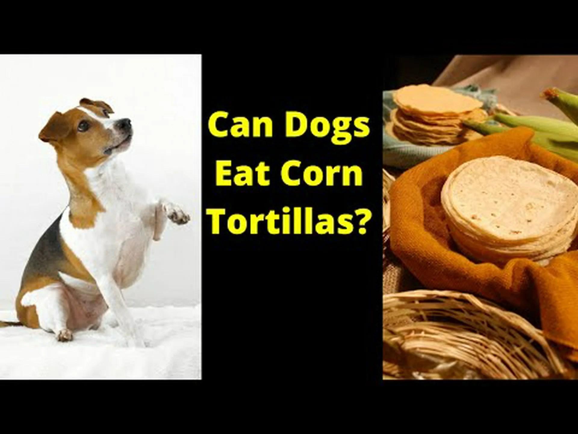 あなたの犬はトルティーヤを安全に食べられますか? (トウモロコシ、小麦、小麦粉) あなたの犬はトルティーヤを安全に食べられますか? (トウモロコシ、小麦、小麦粉)