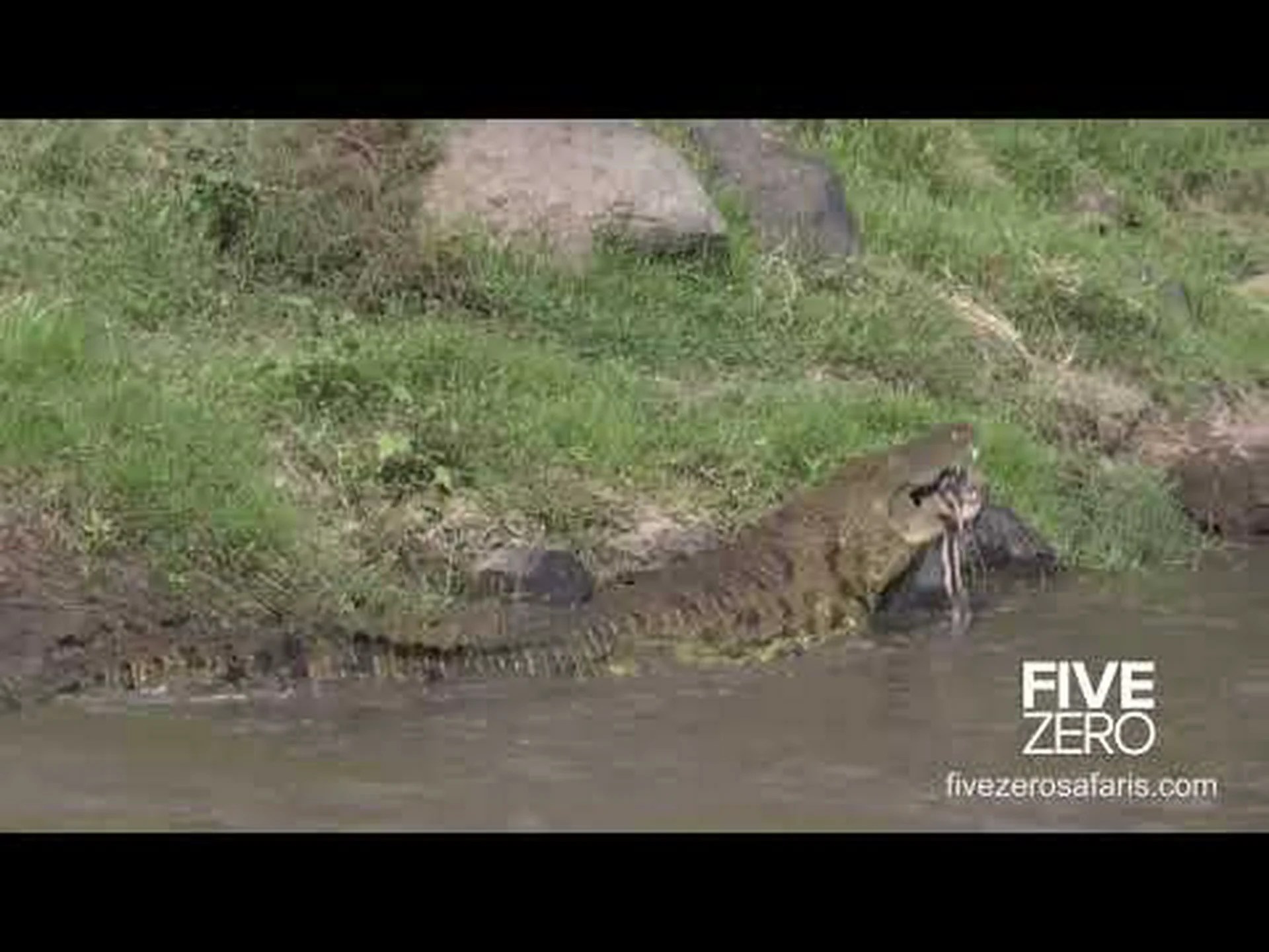 不運なシマウマがワニのはびこる水域に侵入し、餌を食べる熱狂を引き起こす様子を観察してください。 不運なシマウマがワニのはびこる水域に侵入し、餌を食べる熱狂を引き起こす様子を観察してください。