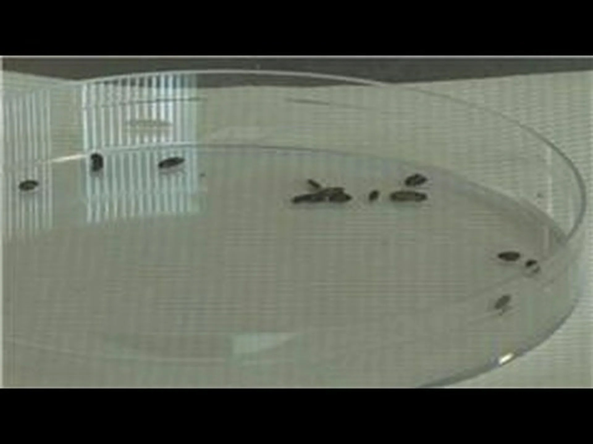 コウモリの糞:コウモリグアノの見た目と用途は? コウモリの糞:コウモリグアノの見た目と用途は?