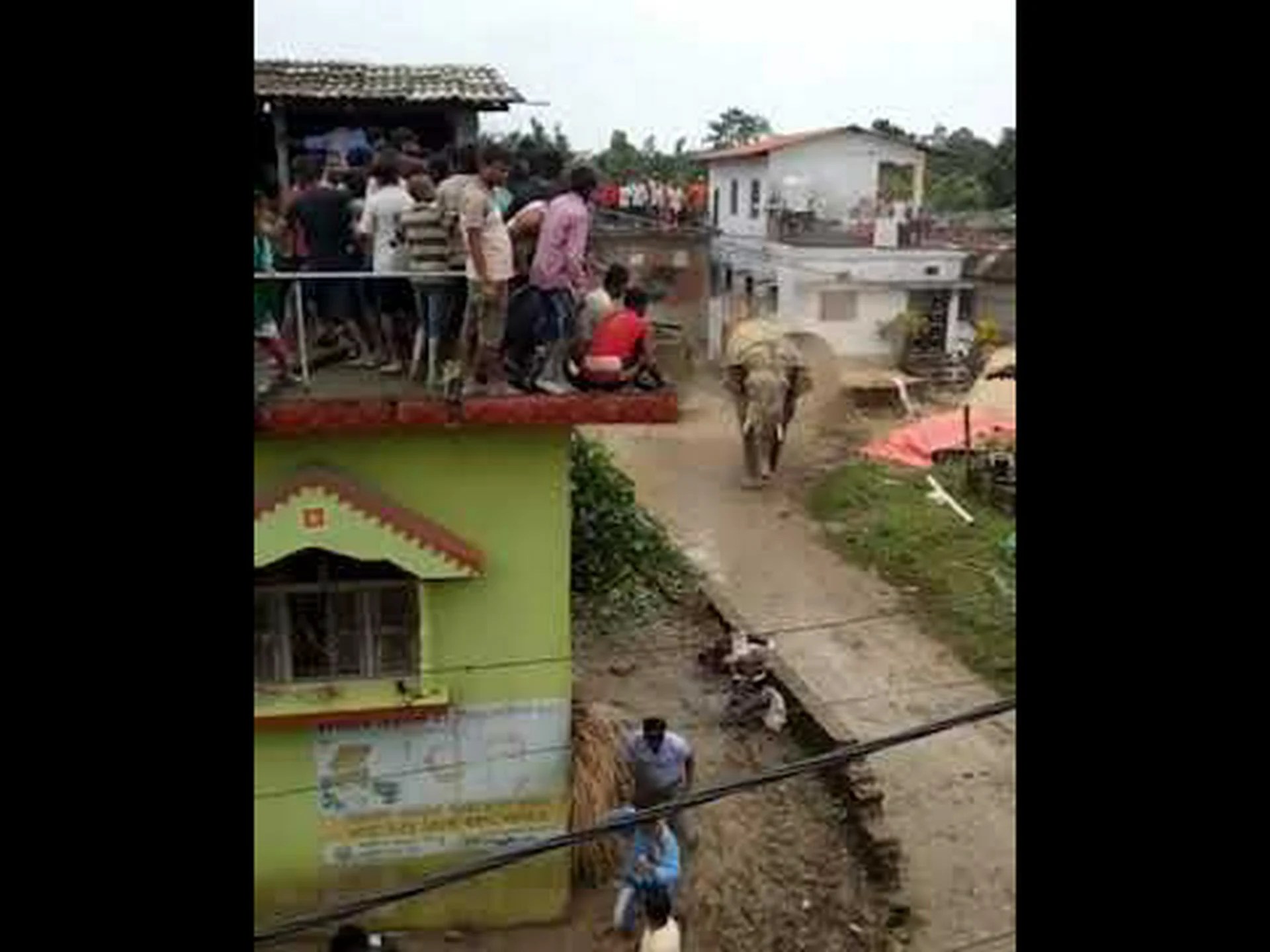 4本の恐ろしい牙を持つ巨大な古代ゾウをご紹介します 4本の恐ろしい牙を持つ巨大な古代ゾウをご紹介します