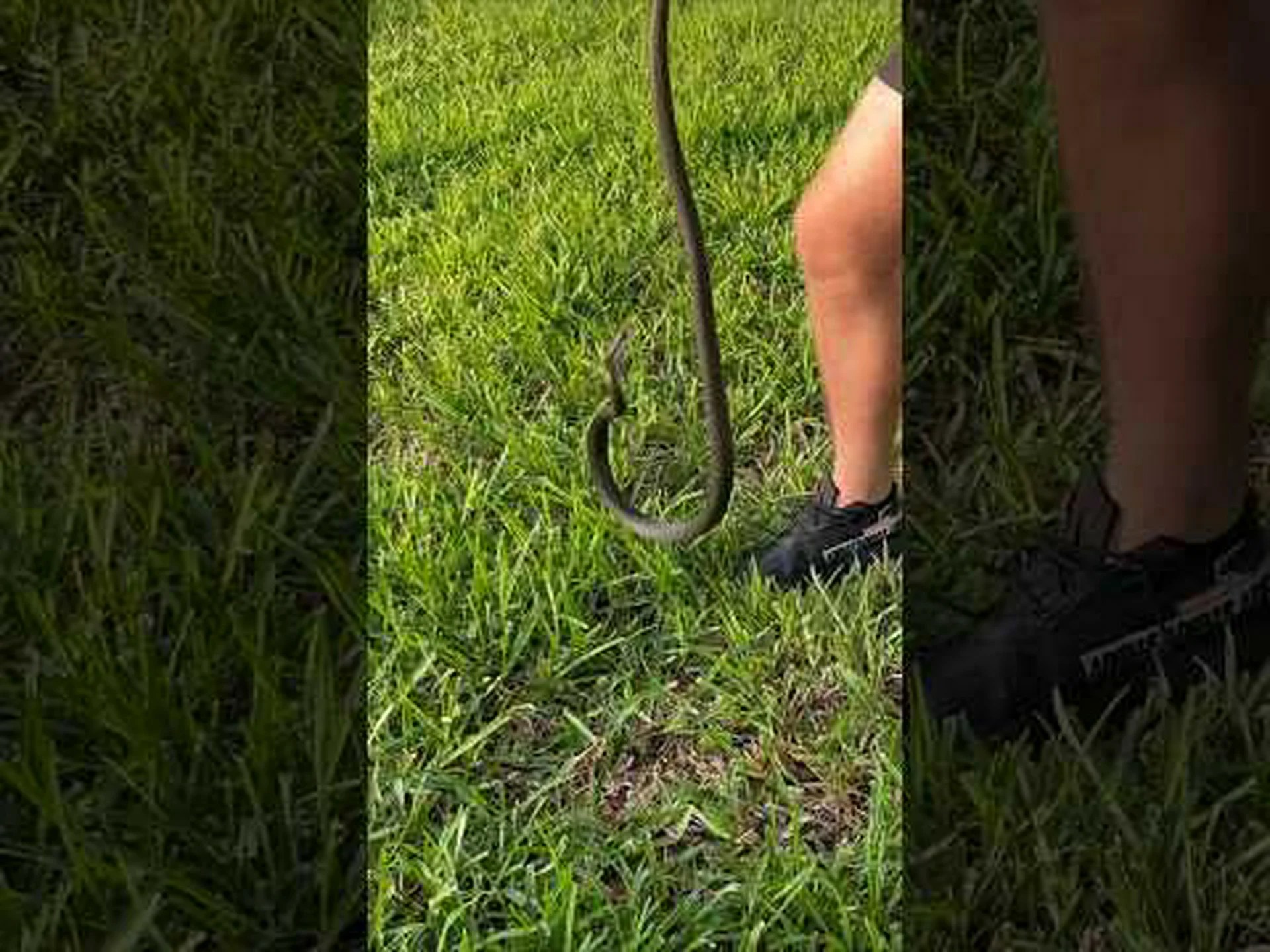 ブラックレーサー vs ガータースネーク: 違いは何ですか? ブラックレーサー vs ガータースネーク: 違いは何ですか?