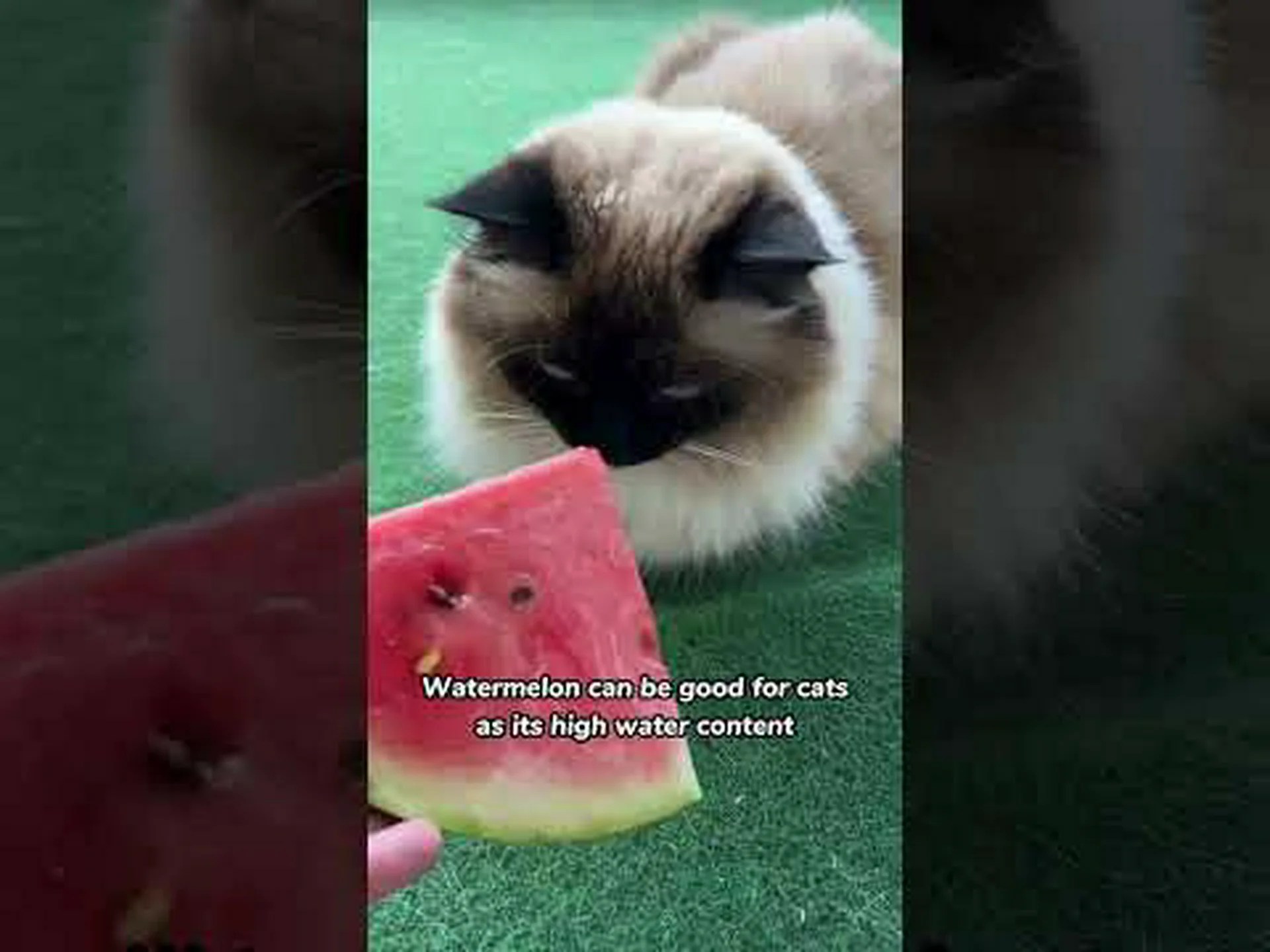 猫はスイカを食べても大丈夫?授乳前に知っておくべき4つのこと 猫はスイカを食べても大丈夫?授乳前に知っておくべき4つのこと