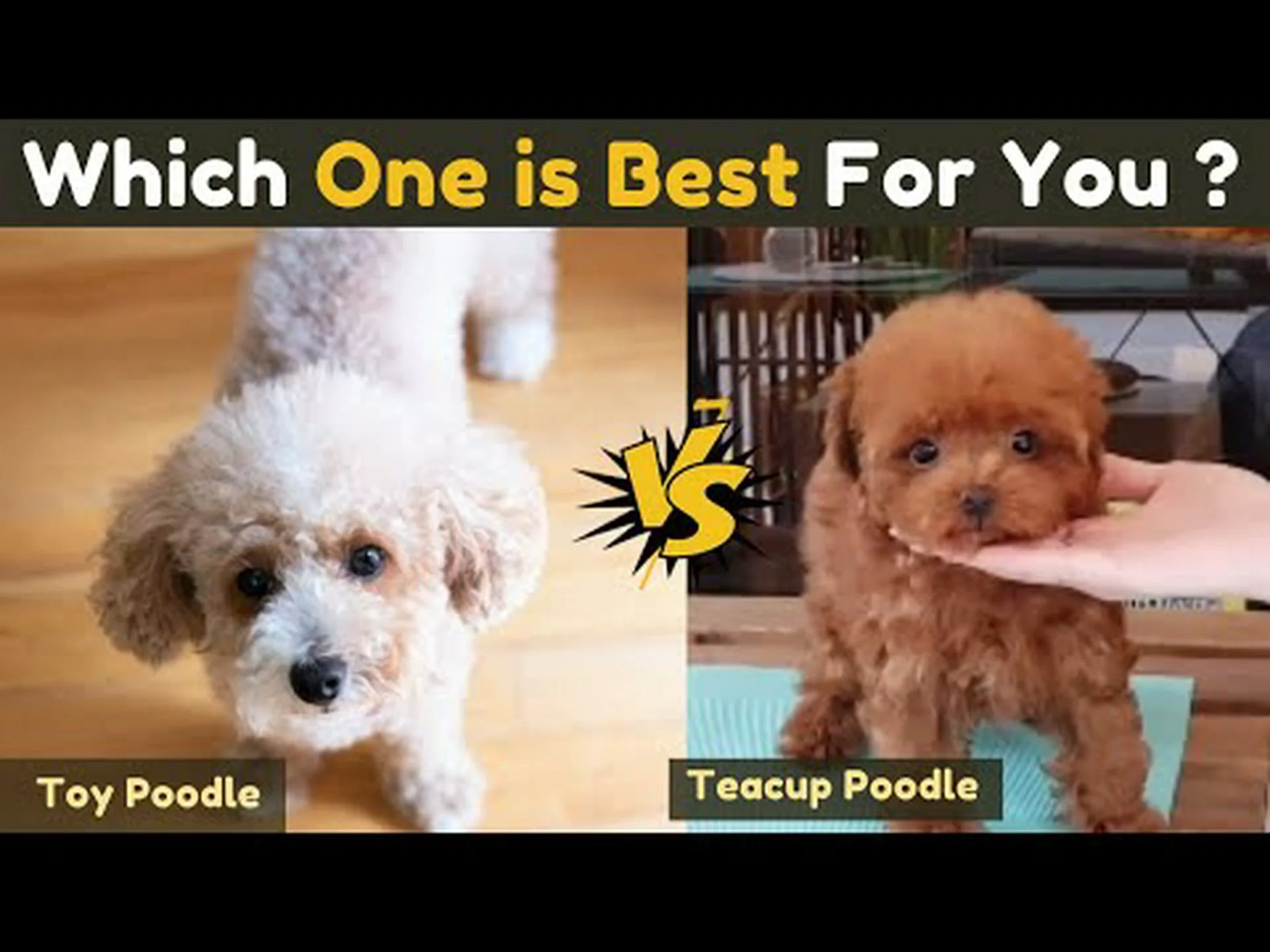 トイプードル vs ミニチュアプードル vs ティーカッププードル トイプードル vs ミニチュアプードル vs ティーカッププードル