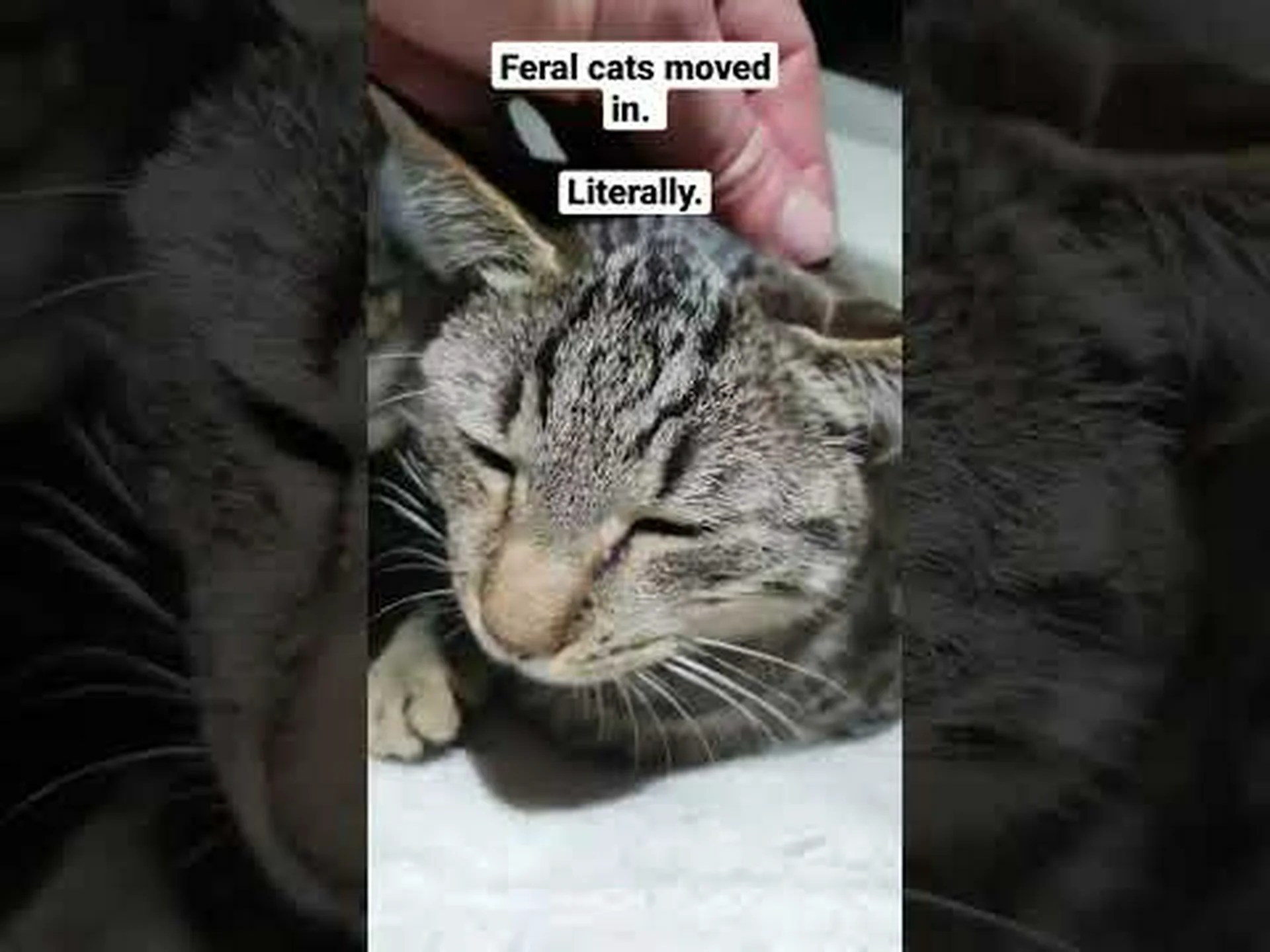野良猫と仲良くなる方法: 従うべき 10 の重要なステップ 野良猫と仲良くなる方法: 従うべき 10 の重要なステップ