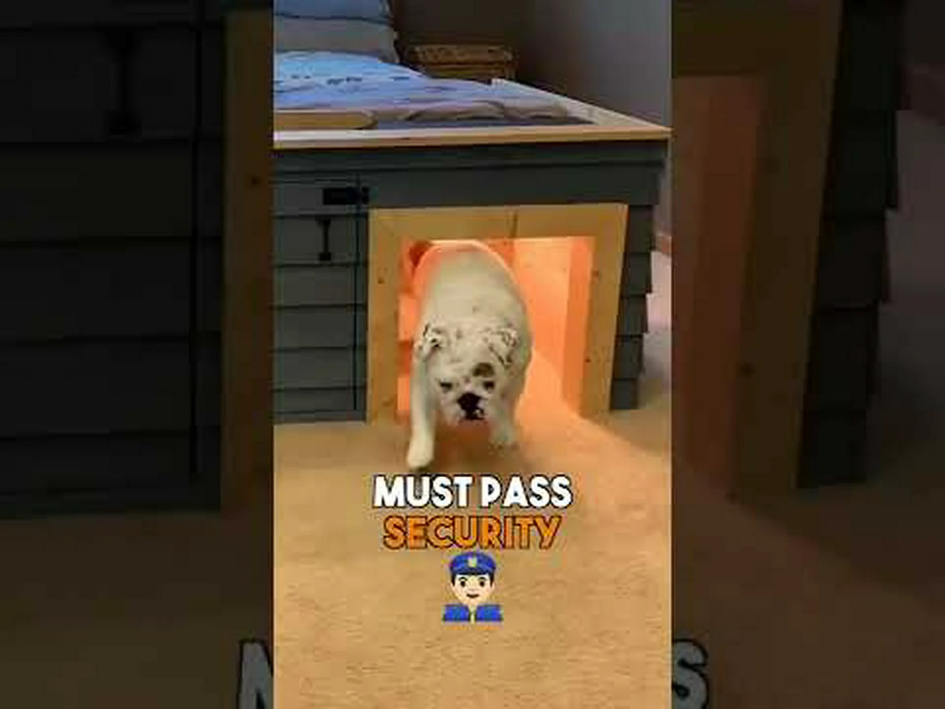 野心的すぎるペイントされたオオカミの群れが孤独な雄ライオンに挑戦する様子を観察 野心的すぎるペイントされたオオカミの群れが孤独な雄ライオンに挑戦する様子を観察