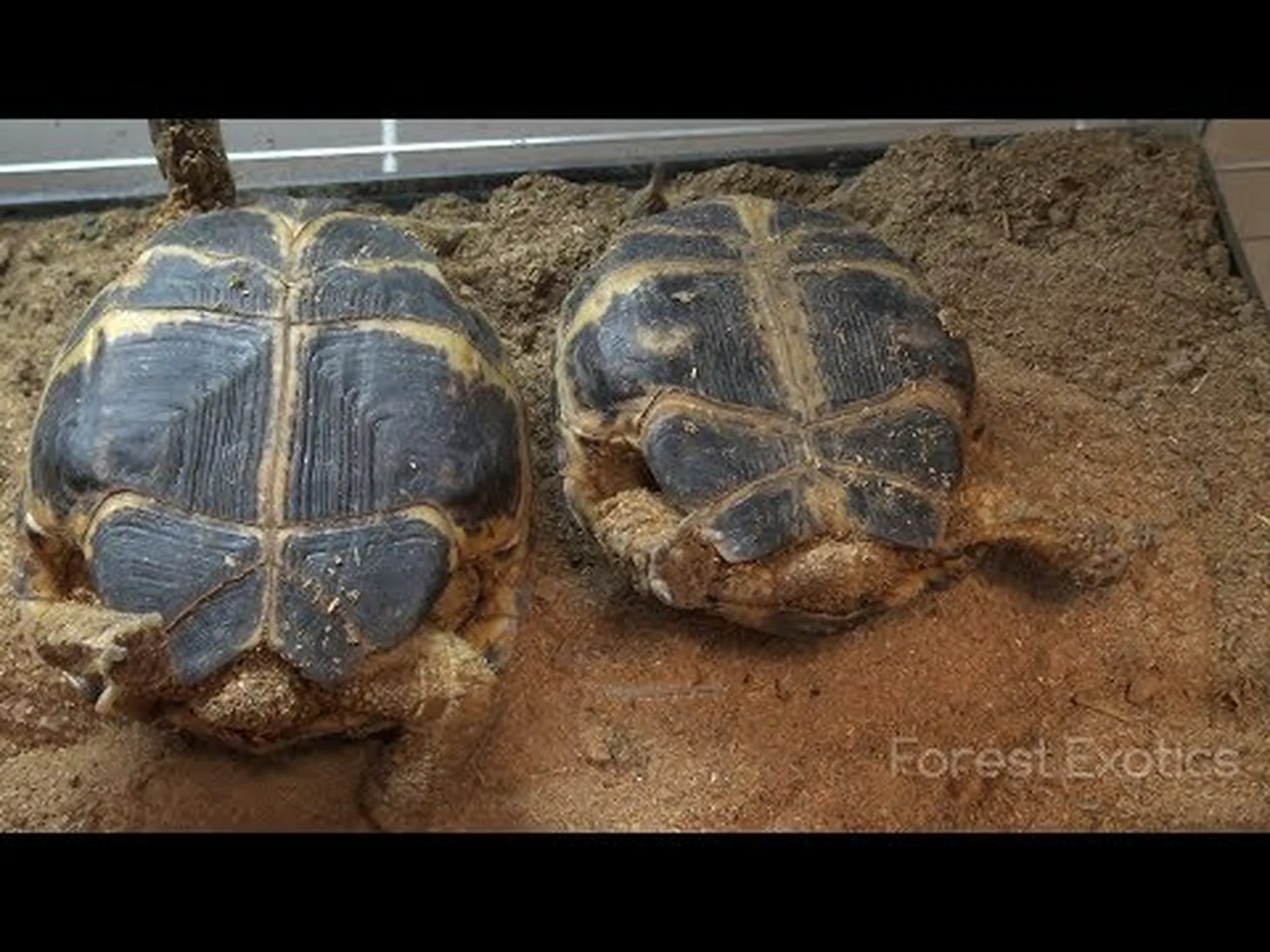 ロシアリクガメのオスとメス: 違いは何ですか? ロシアリクガメのオスとメス: 違いは何ですか?