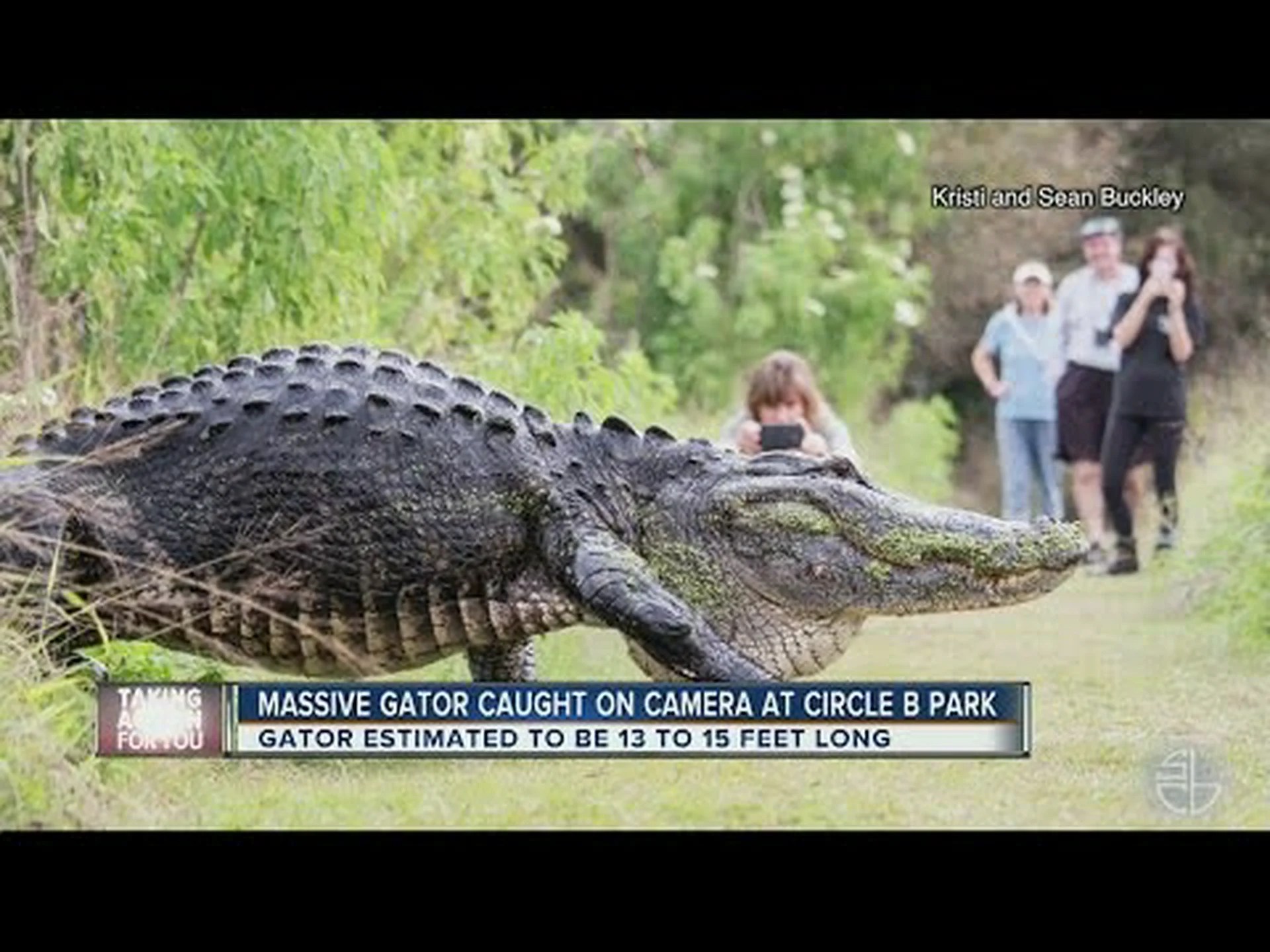 フロリダで史上最大のワニを発見 フロリダで史上最大のワニを発見