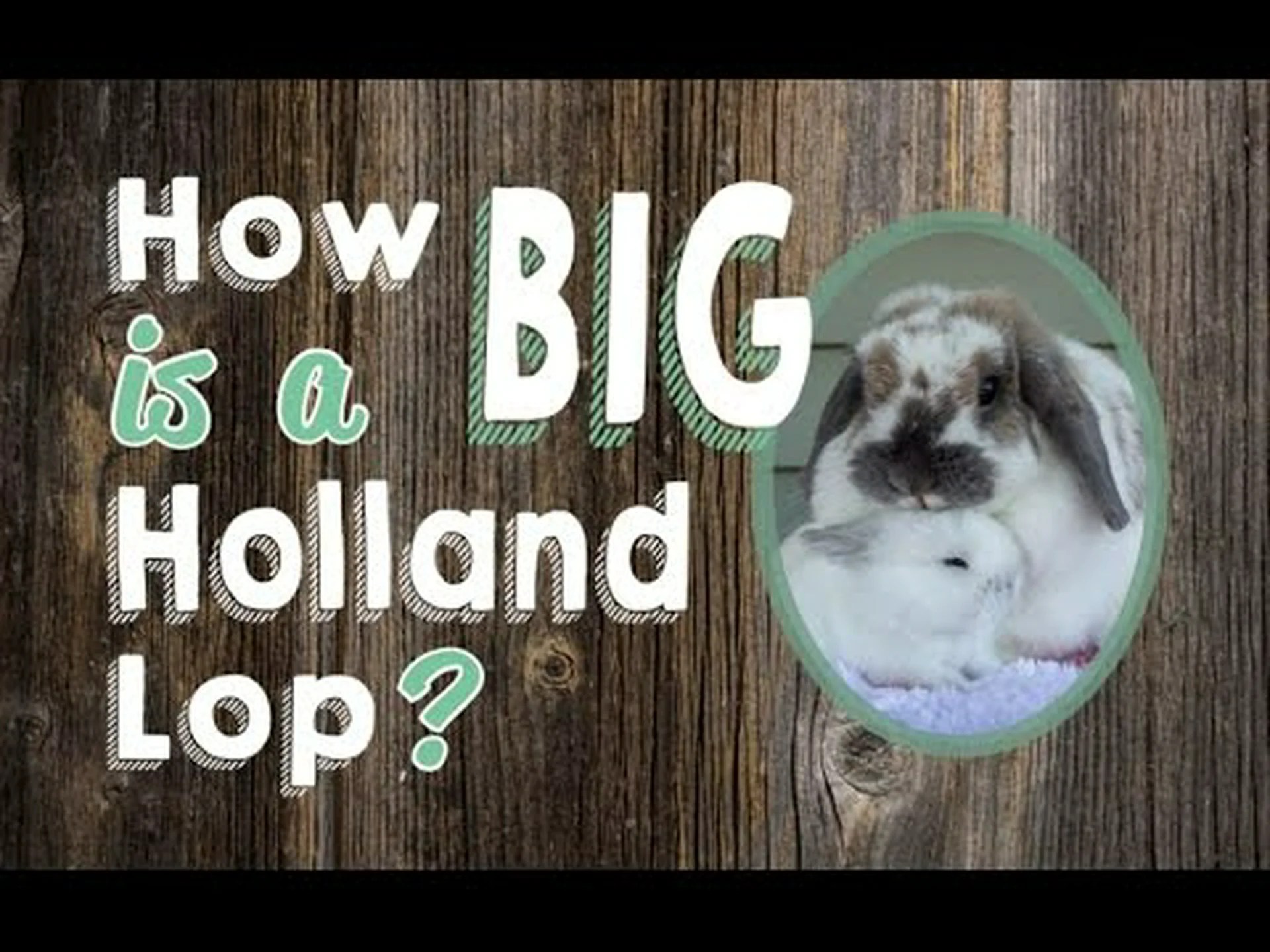 ホーランドロップの大きさの比較: これらのウサギはどれくらい大きくなりますか? ホーランドロップの大きさの比較: これらのウサギはどれくらい大きくなりますか?
