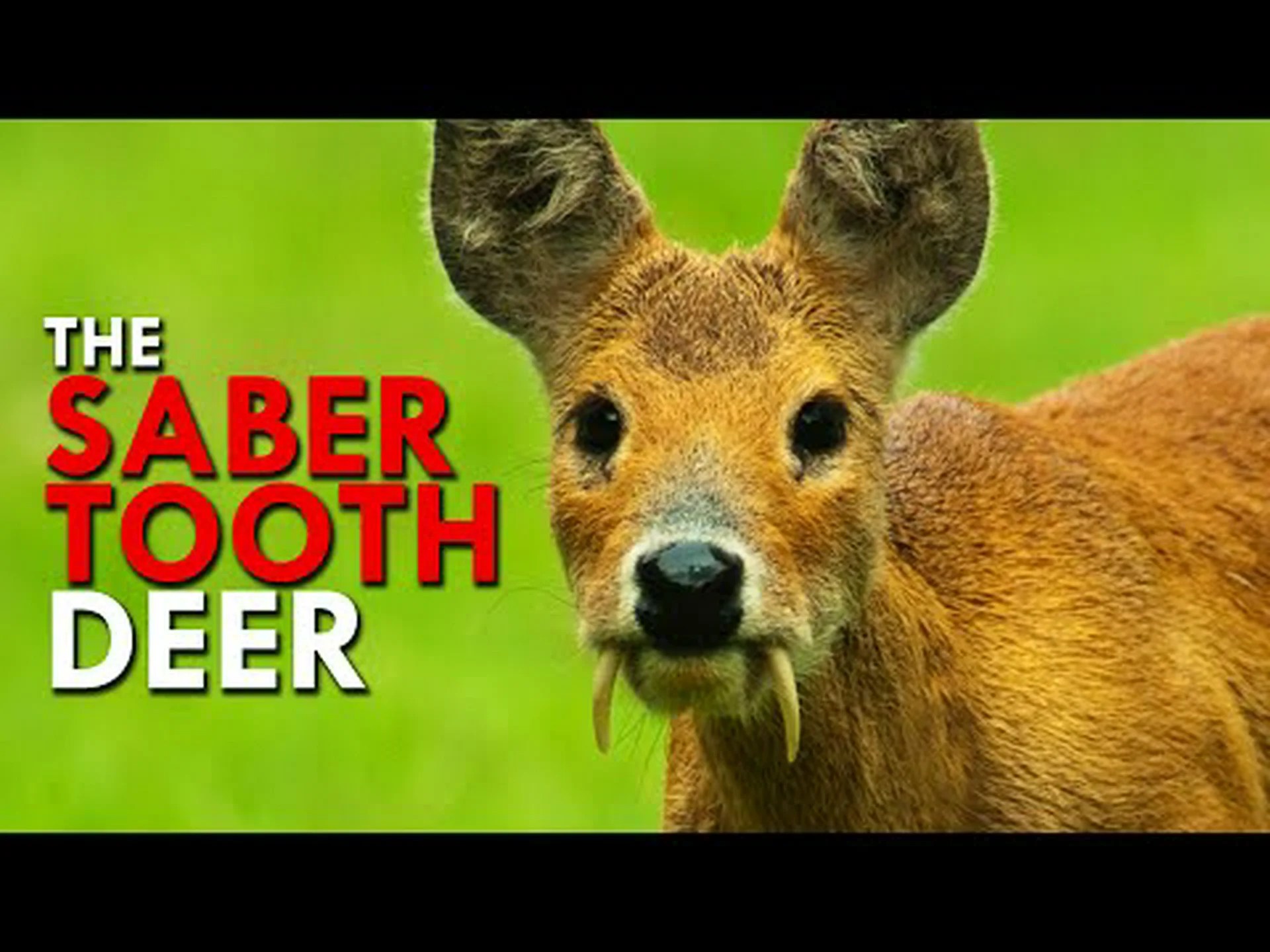 ジャコウジカとミズジカ: どう違うの? ジャコウジカとミズジカ: どう違うの?