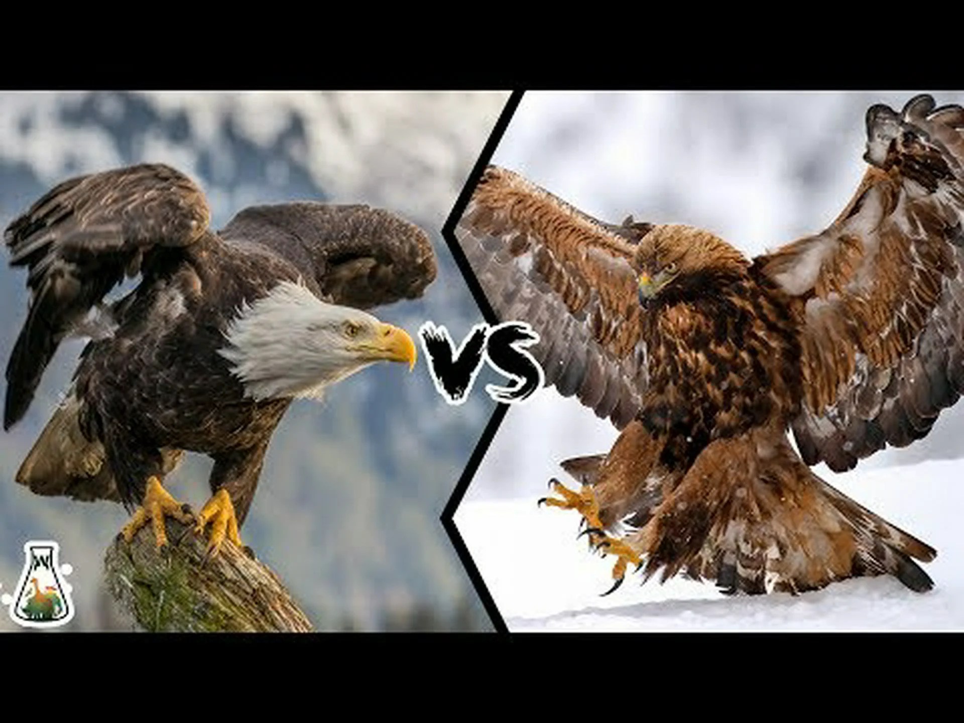 フロリダ vs カリフォルニア: 空を飛び回るハクトウワシの数が多いのはどちらですか? フロリダ vs カリフォルニア: 空を飛び回るハクトウワシの数が多いのはどちらですか?