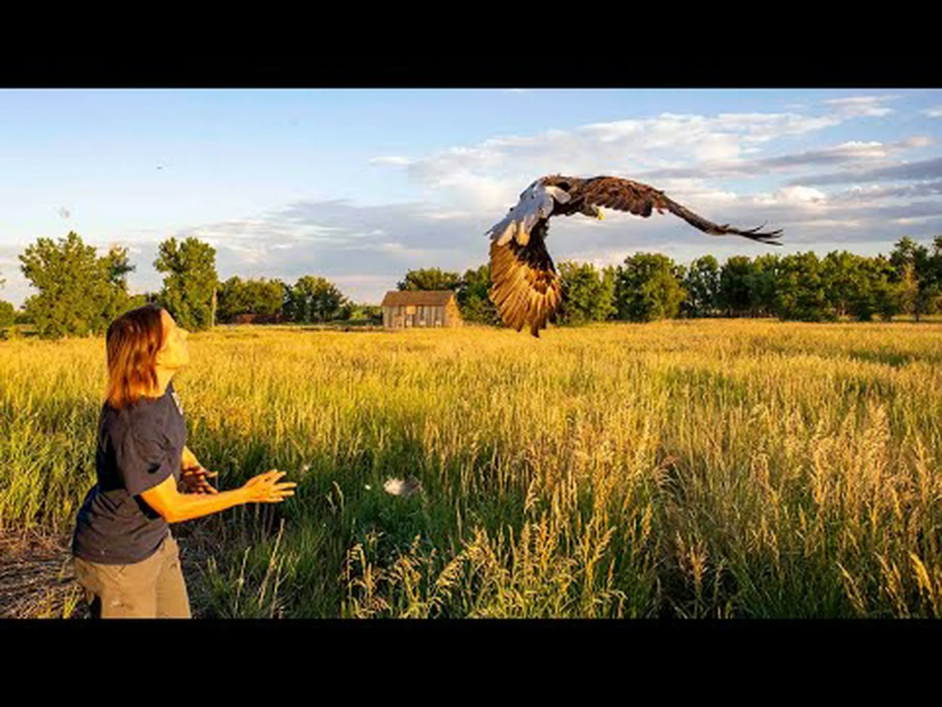 コロラド州でハクトウワシを見るのに最適な場所と時間帯 14 選 コロラド州でハクトウワシを見るのに最適な場所と時間帯 14 選