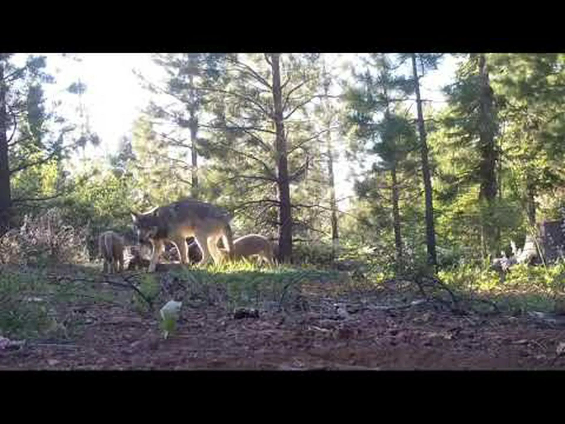 カリフォルニアを歩き回る新しいオオカミのパッキングを発見 カリフォルニアを歩き回る新しいオオカミのパッキングを発見