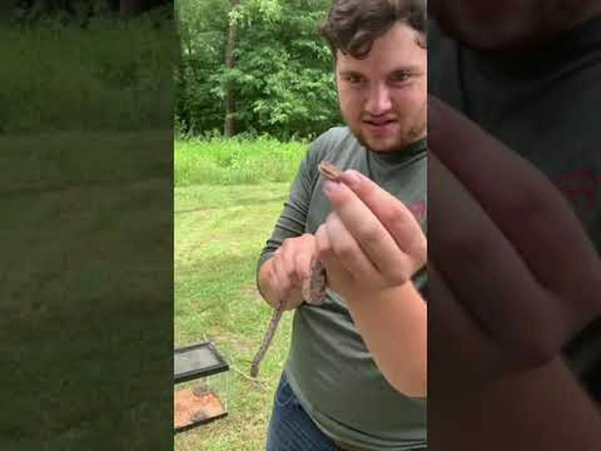 ミルクスネークとカッパーヘッド: 5 つの主な違い ミルクスネークとカッパーヘッド: 5 つの主な違い