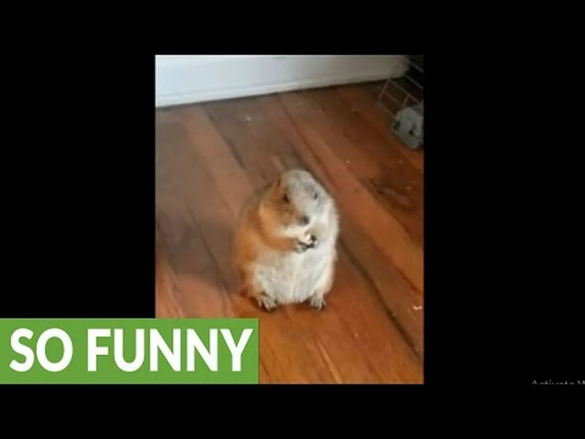 プレーリードッグは良いペットになりますか?メリットとデメリットを理解する プレーリードッグは良いペットになりますか?メリットとデメリットを理解する