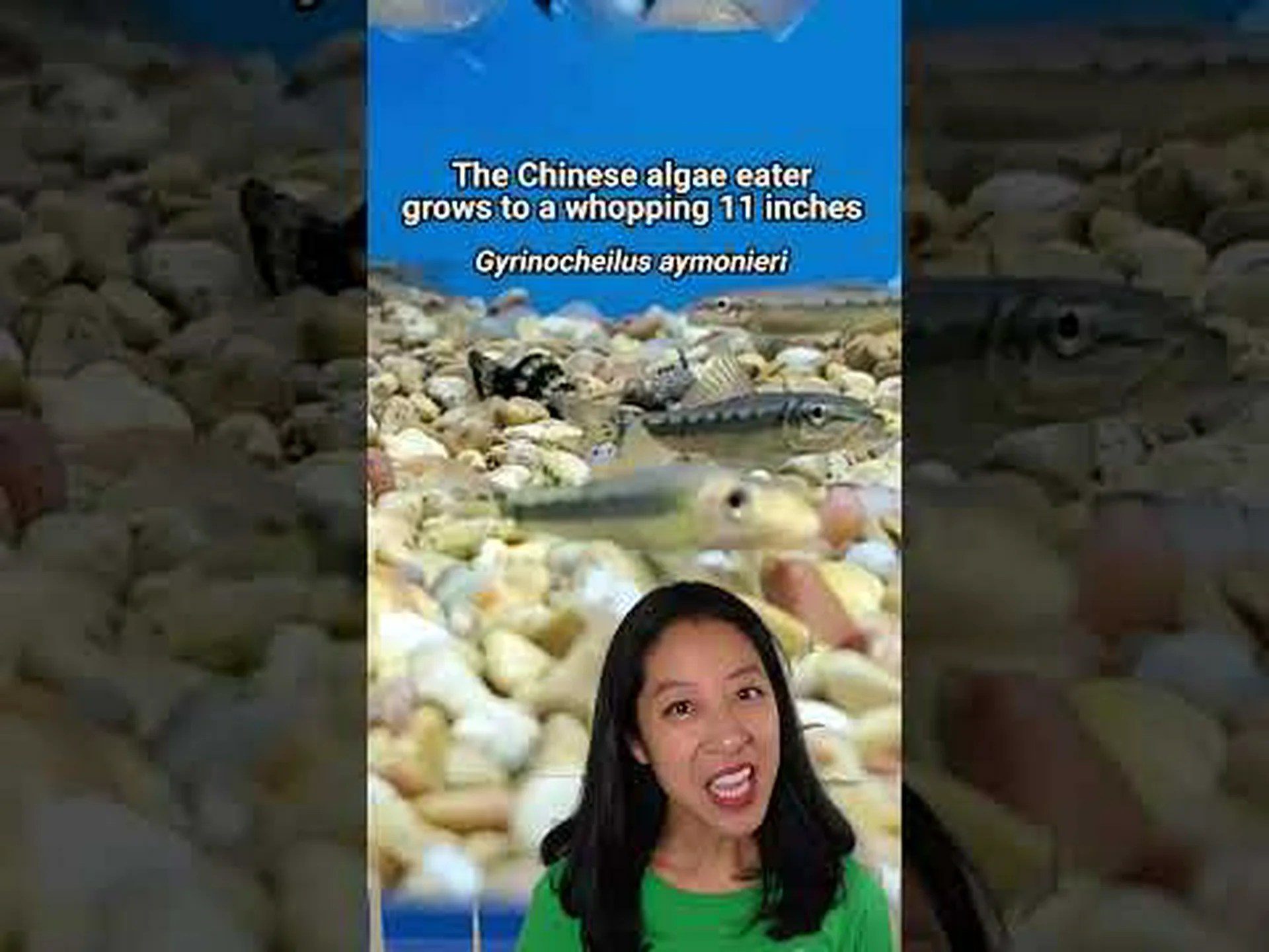 オオコウモリとシャム藻を食べる魚: 違いは何ですか? オオコウモリとシャム藻を食べる魚: 違いは何ですか?