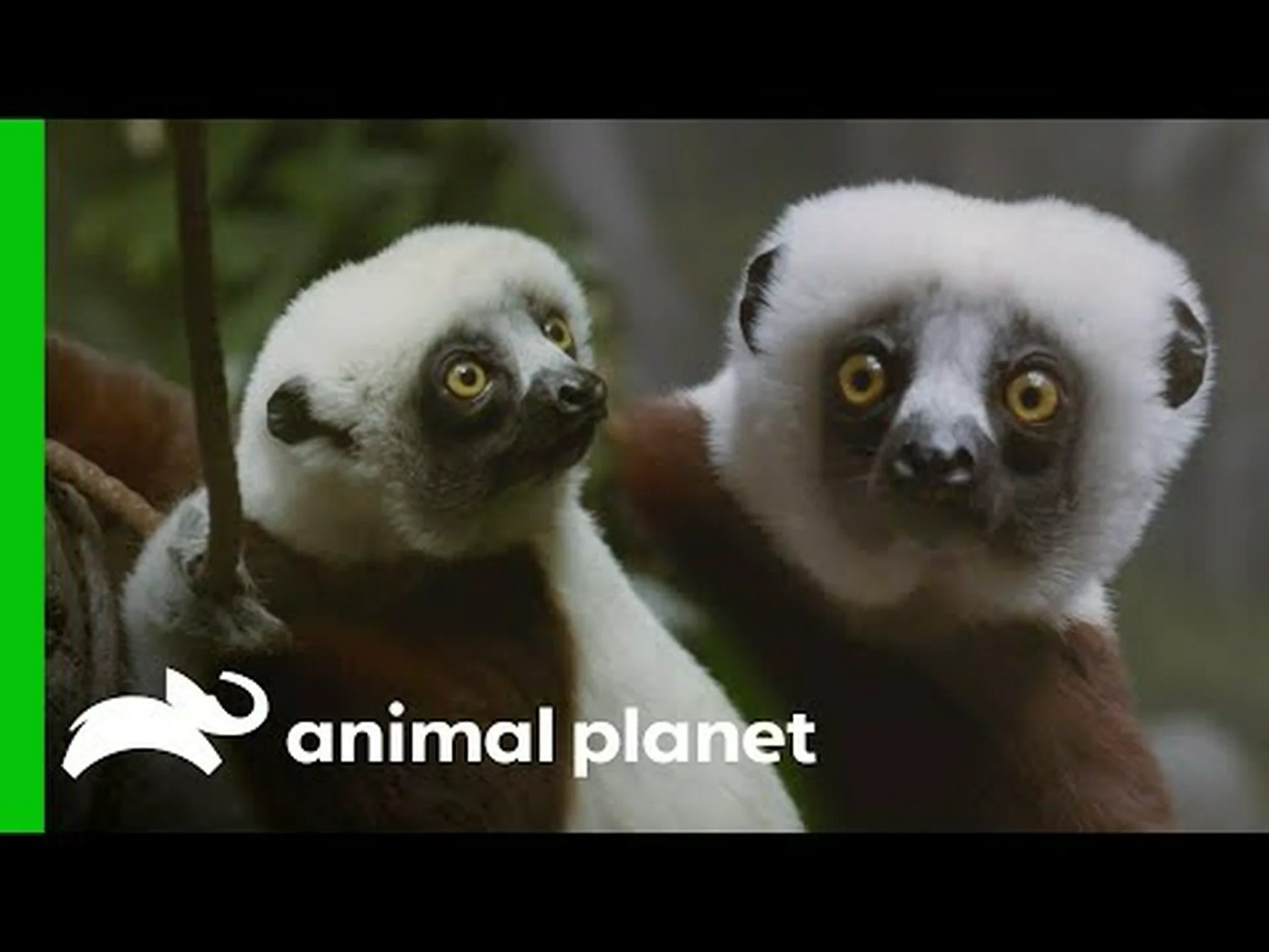 かつてシルバーバックと同じくらい背の高かったキツネザルを紹介する かつてシルバーバックと同じくらい背の高かったキツネザルを紹介する