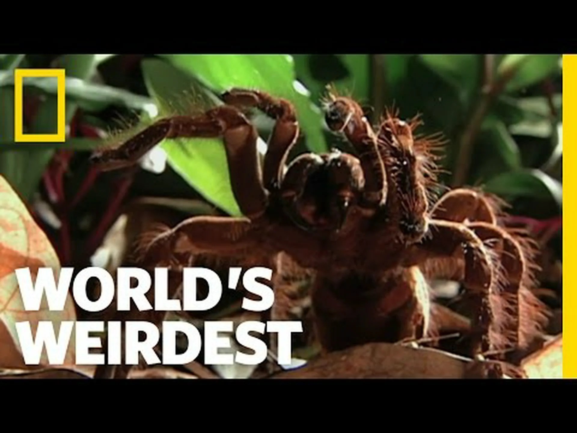 ワイオミング州の最大のクモ 5 匹 ワイオミング州の最大のクモ 5 匹