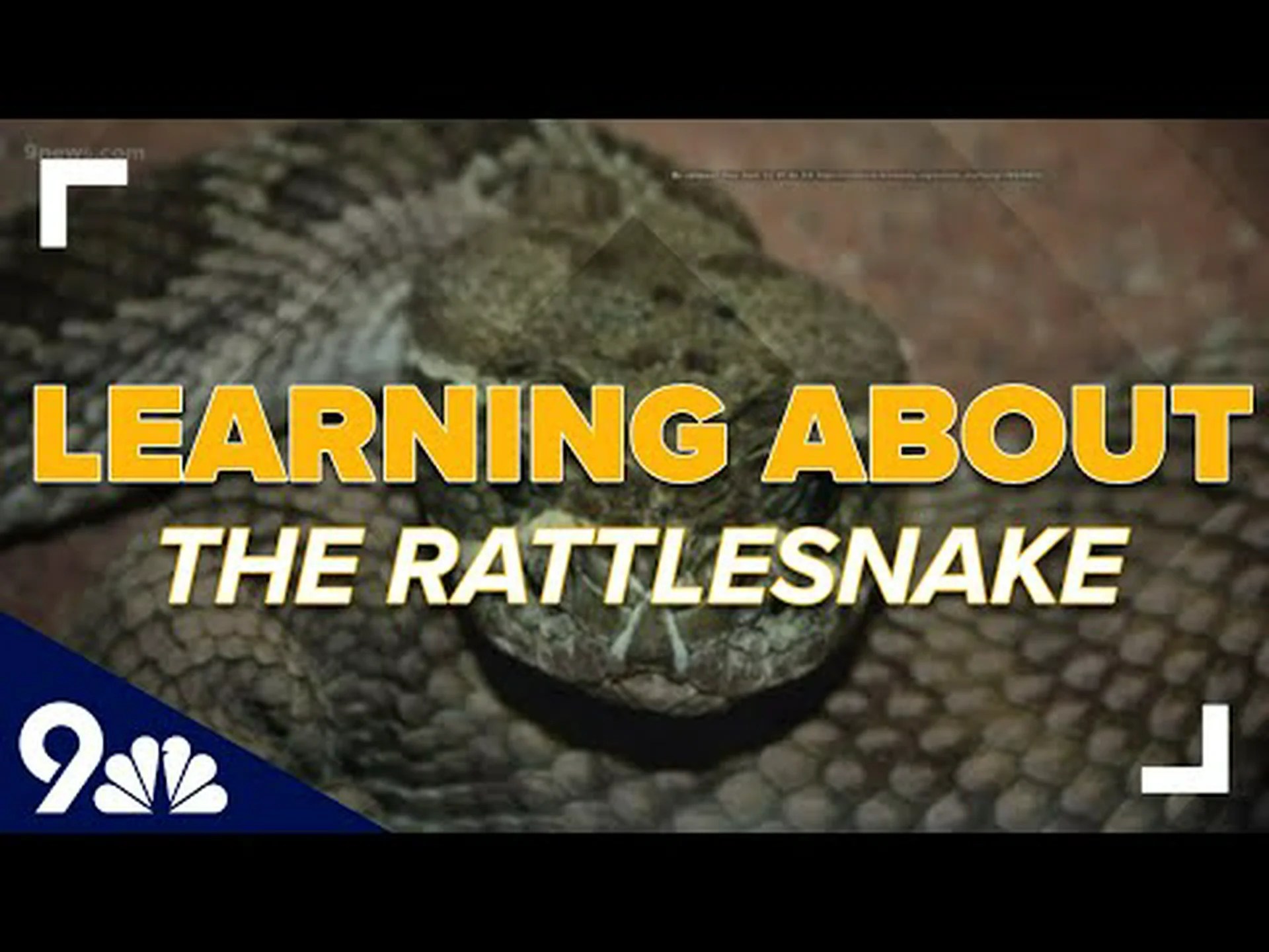 コロラド州はガラガラヘビの季節です: 知っておくべきこと コロラド州はガラガラヘビの季節です: 知っておくべきこと