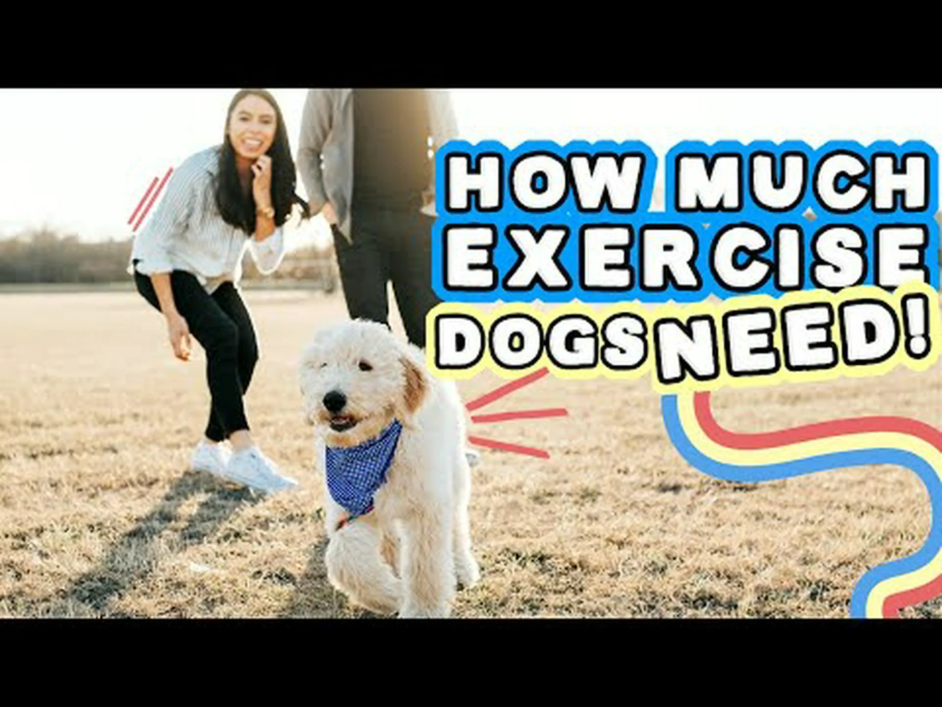 ゴールデンドゥードルの運動:エネルギーレベルと必要な活動量 ゴールデンドゥードルの運動:エネルギーレベルと必要な活動量