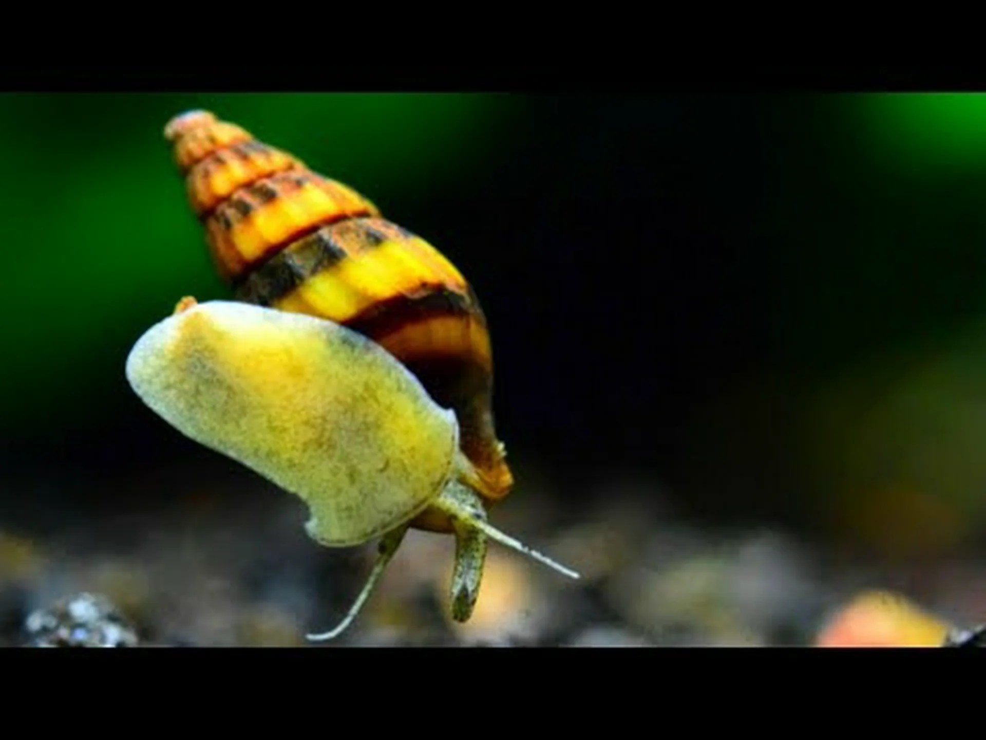 アサシンカタツムリについていくつかの驚くべき事実を発見した! アサシンカタツムリについていくつかの驚くべき事実を発見した!