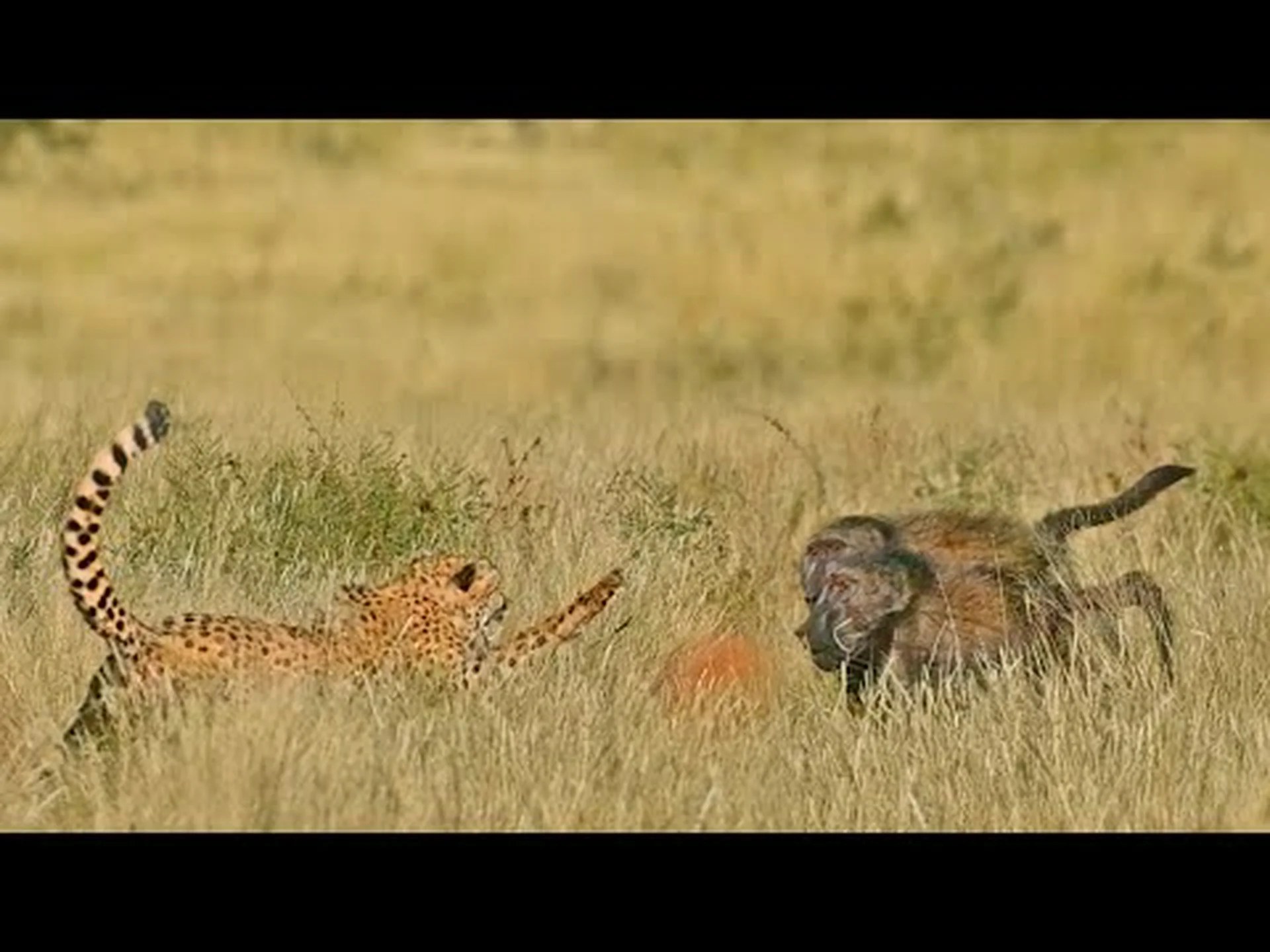 チーターが兄弟を呼ぶが、代わりに攻撃的なヒヒが現れる チーターが兄弟を呼ぶが、代わりに攻撃的なヒヒが現れる