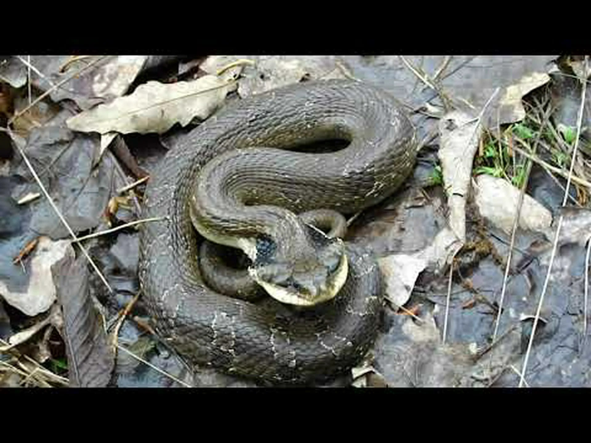 ミズーリ州の 8 匹の水ヘビに注意してください ミズーリ州の 8 匹の水ヘビに注意してください