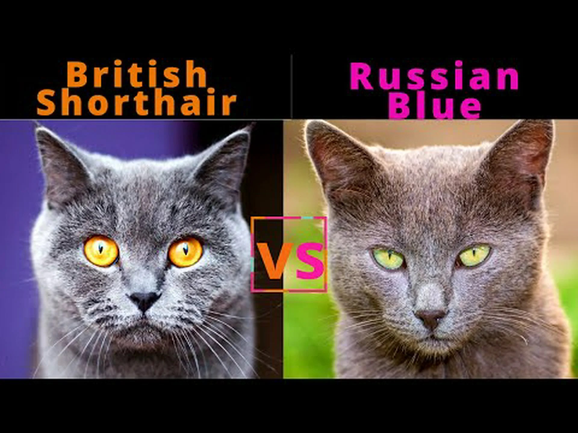 ブリティッシュショートヘアとロシアンブルーの猫:主な違いは何ですか? ブリティッシュショートヘアとロシアンブルーの猫:主な違いは何ですか?