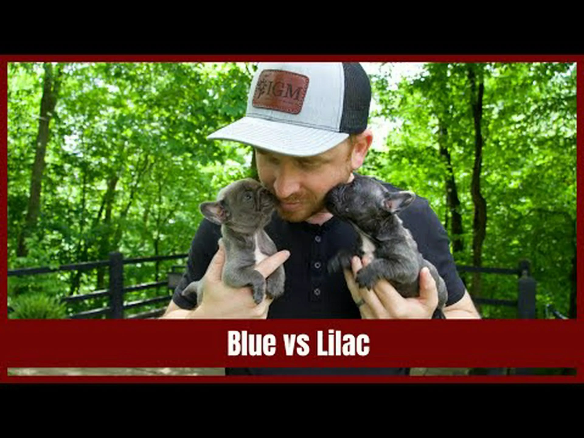 ライラックのフレンチ ブルドッグとブルーのフレンチ ブルドッグ: 8 つの主な違いは何ですか? ライラックのフレンチ ブルドッグとブルーのフレンチ ブルドッグ: 8 つの主な違いは何ですか?