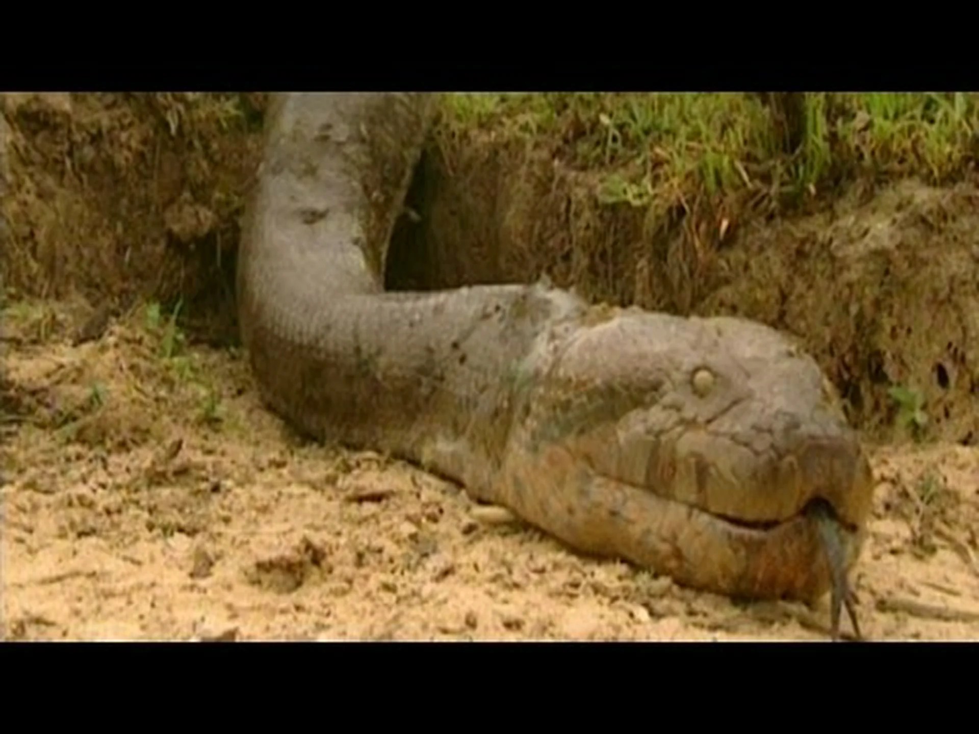 記録上最大のシャベルノーズヘビを発見 記録上最大のシャベルノーズヘビを発見