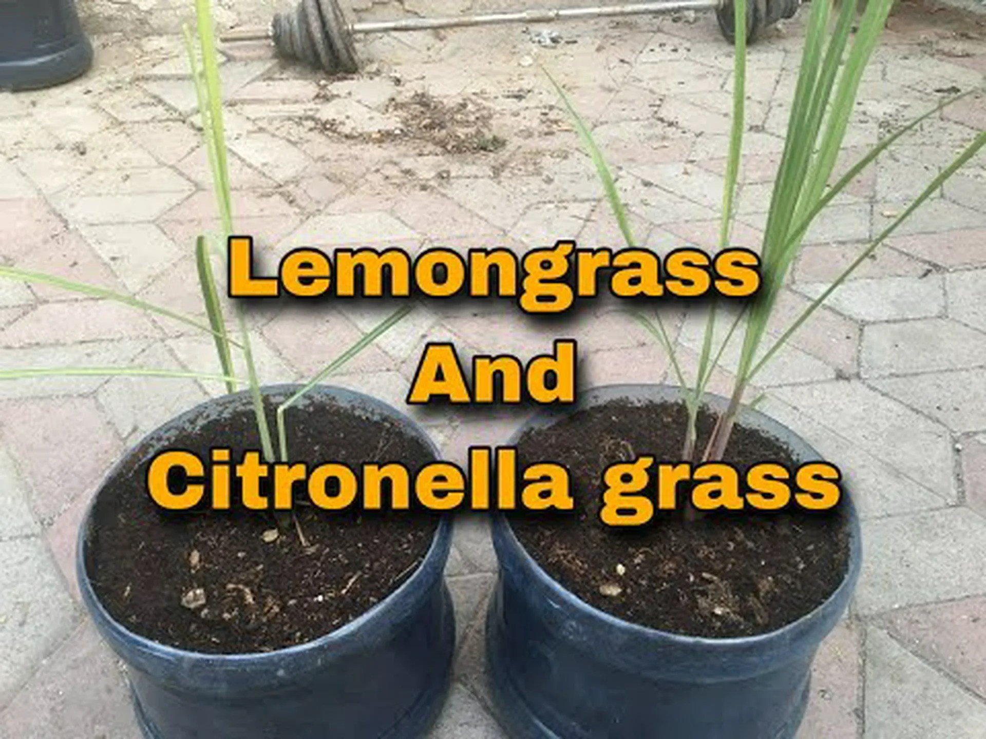 シトロネラグラス vs レモングラス シトロネラグラス vs レモングラス