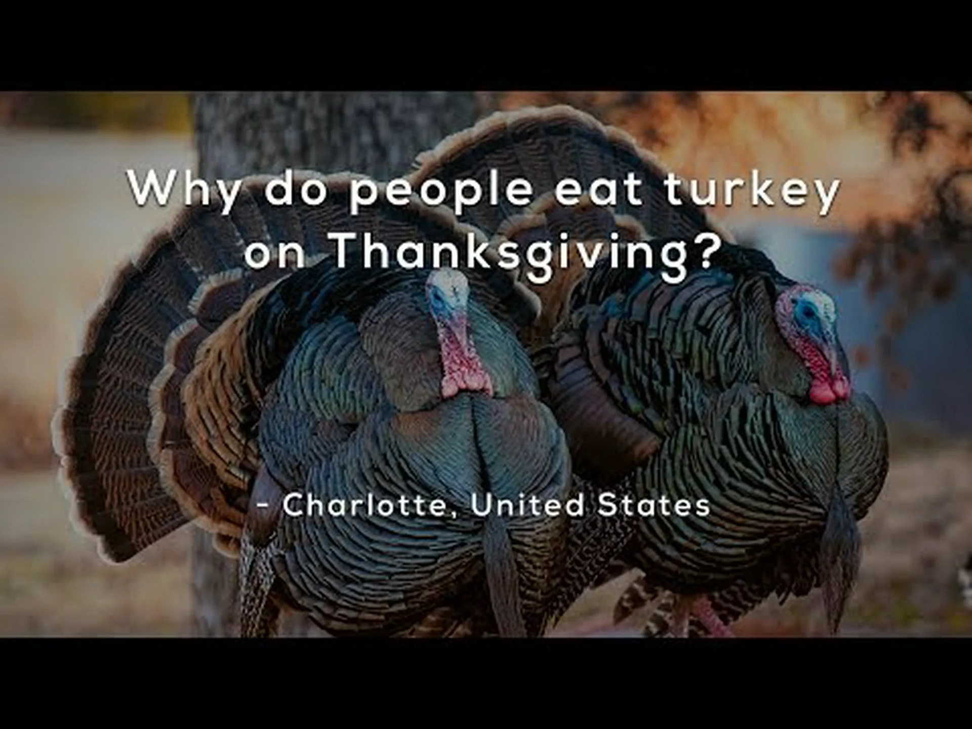 アメリカ人が感謝祭に七面鳥を食べる理由を発見する アメリカ人が感謝祭に七面鳥を食べる理由を発見する