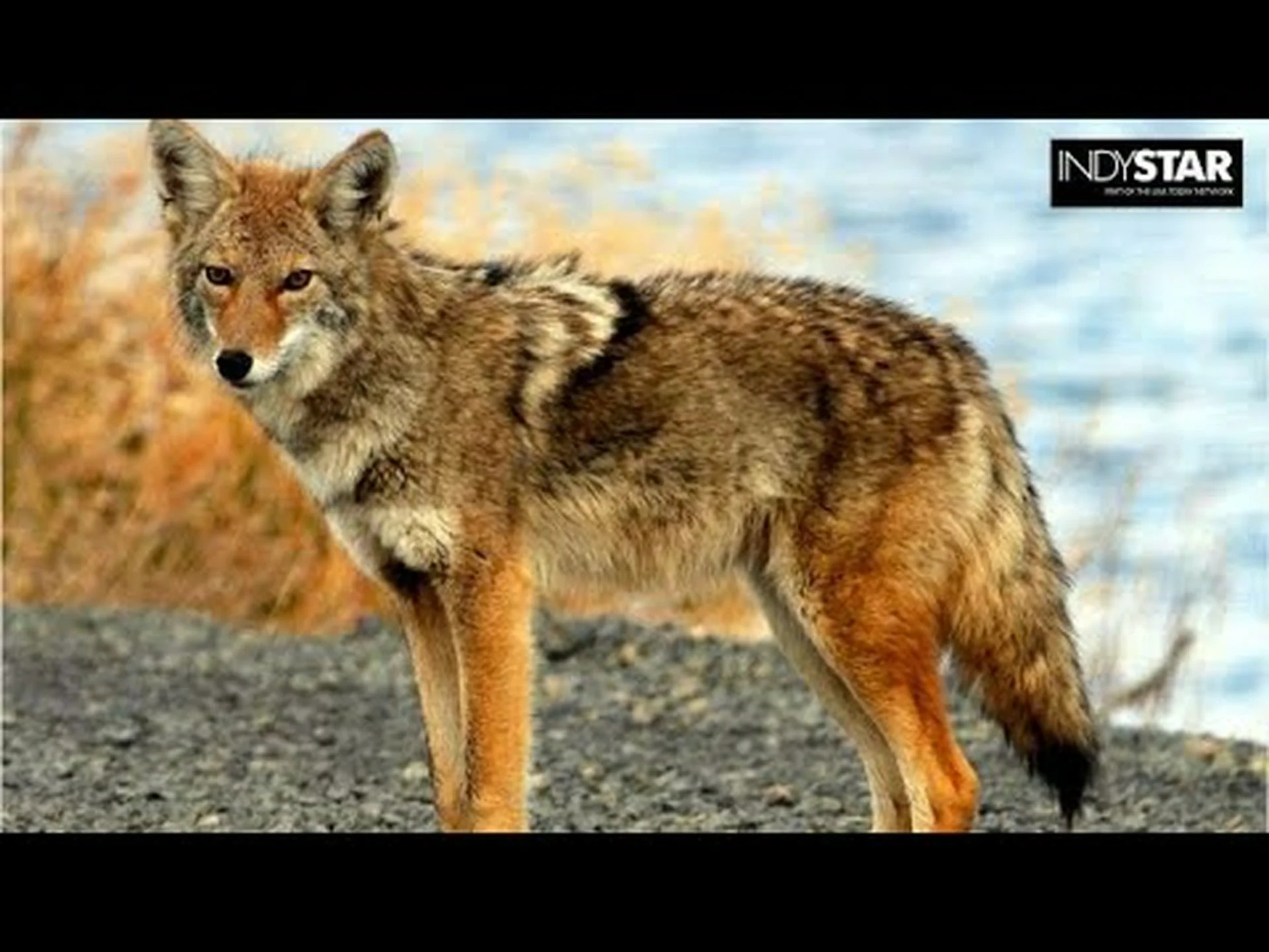 インディアナ州で最も危険な動物を発見する インディアナ州で最も危険な動物を発見する